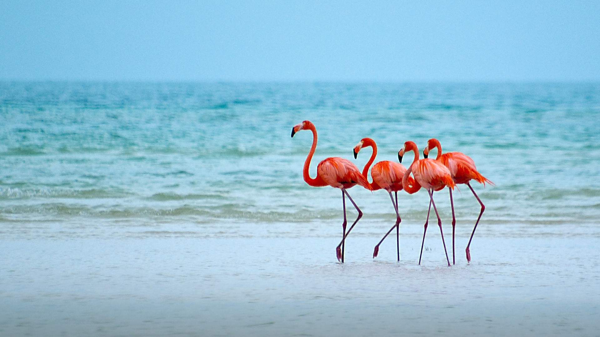 Animal Beach Bird Flamingo Horizon Ocean Sea 1920x1080