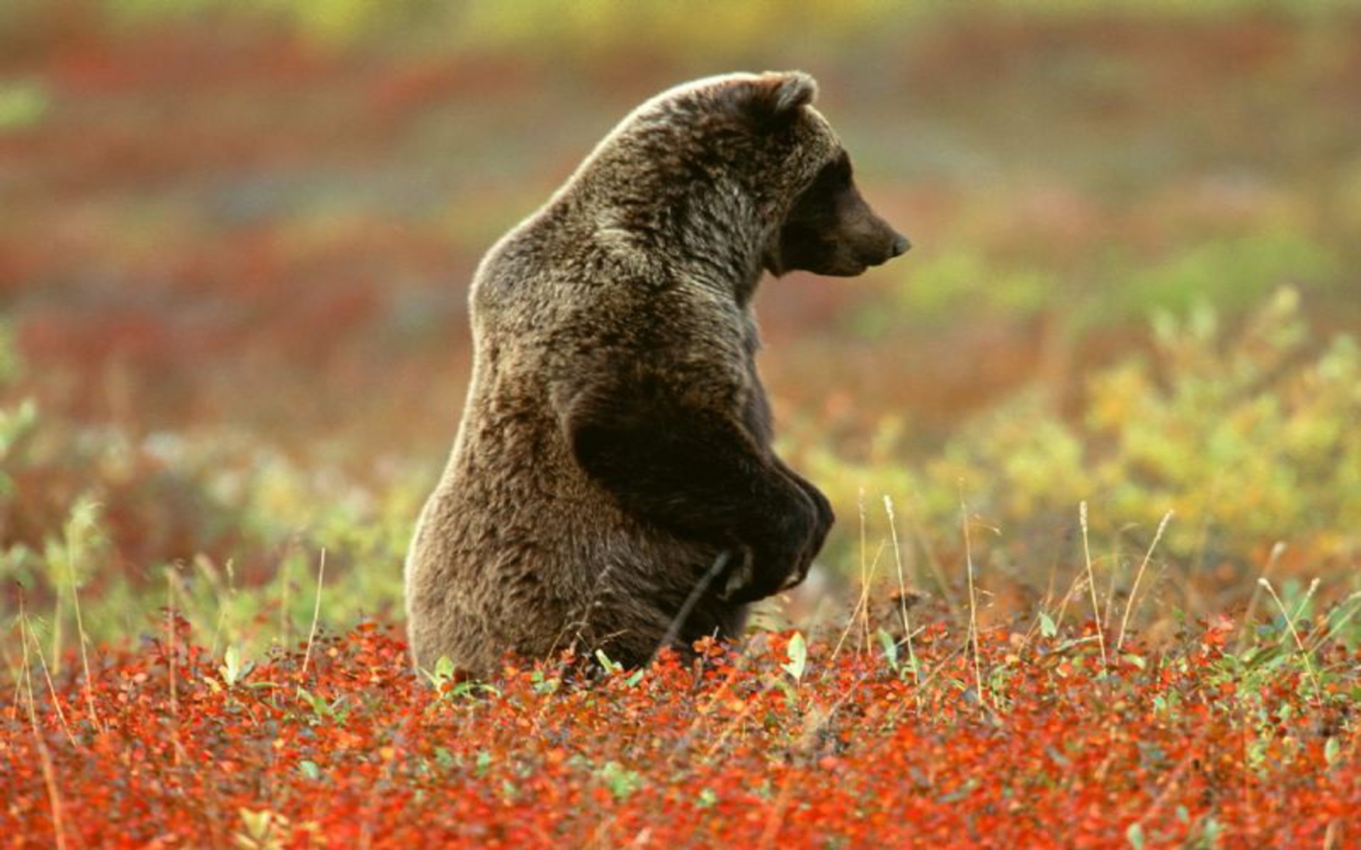 Alaska Bear Denali National Park Grizzly 1920x1200