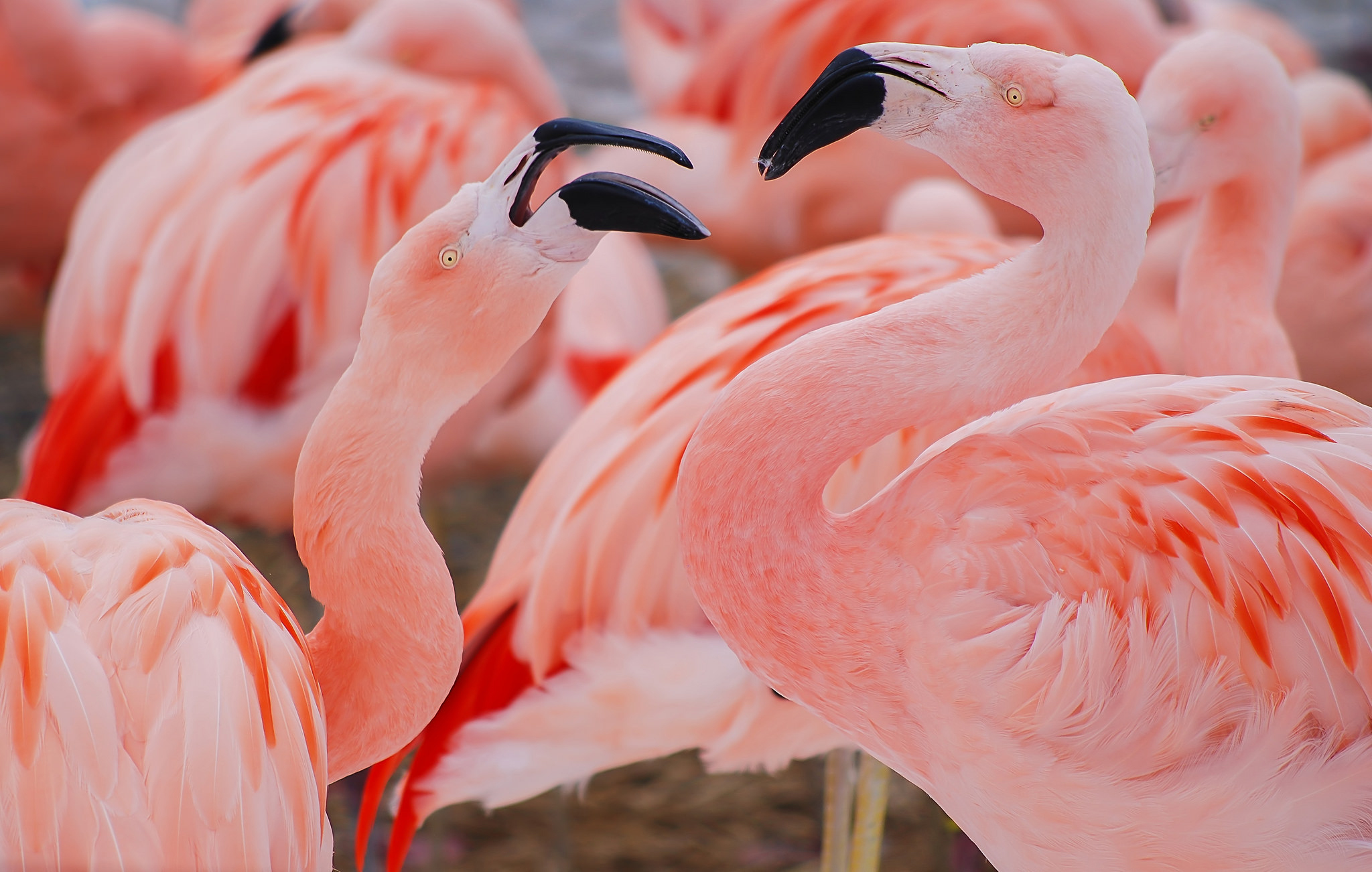 Beak Bird Flamingo Wildlife 2048x1302