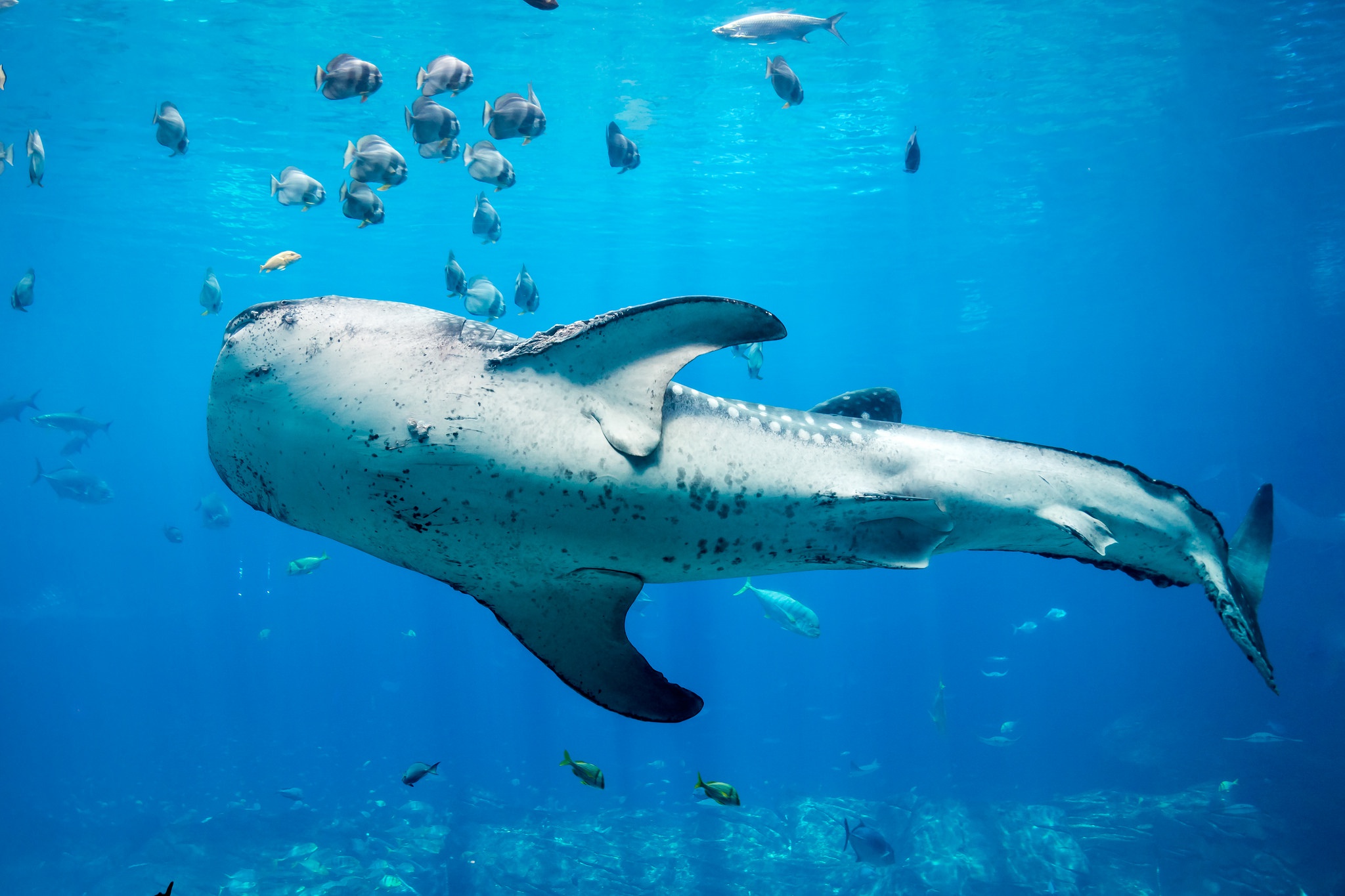Fish Sea Life Shark Underwater Whale Shark 2048x1365