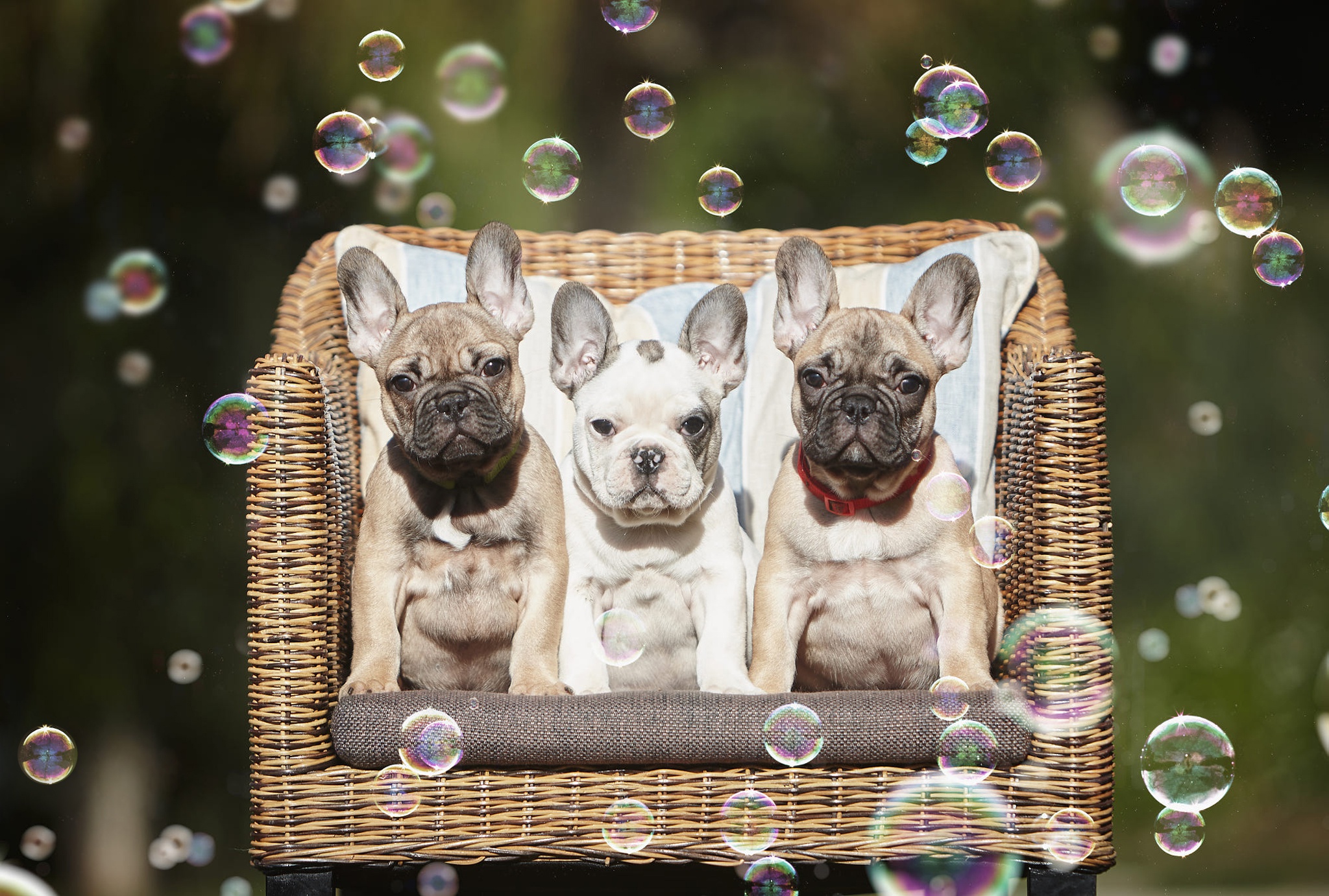 Baby Animal Bubble Dog French Bulldog Pet Puppy 2048x1382