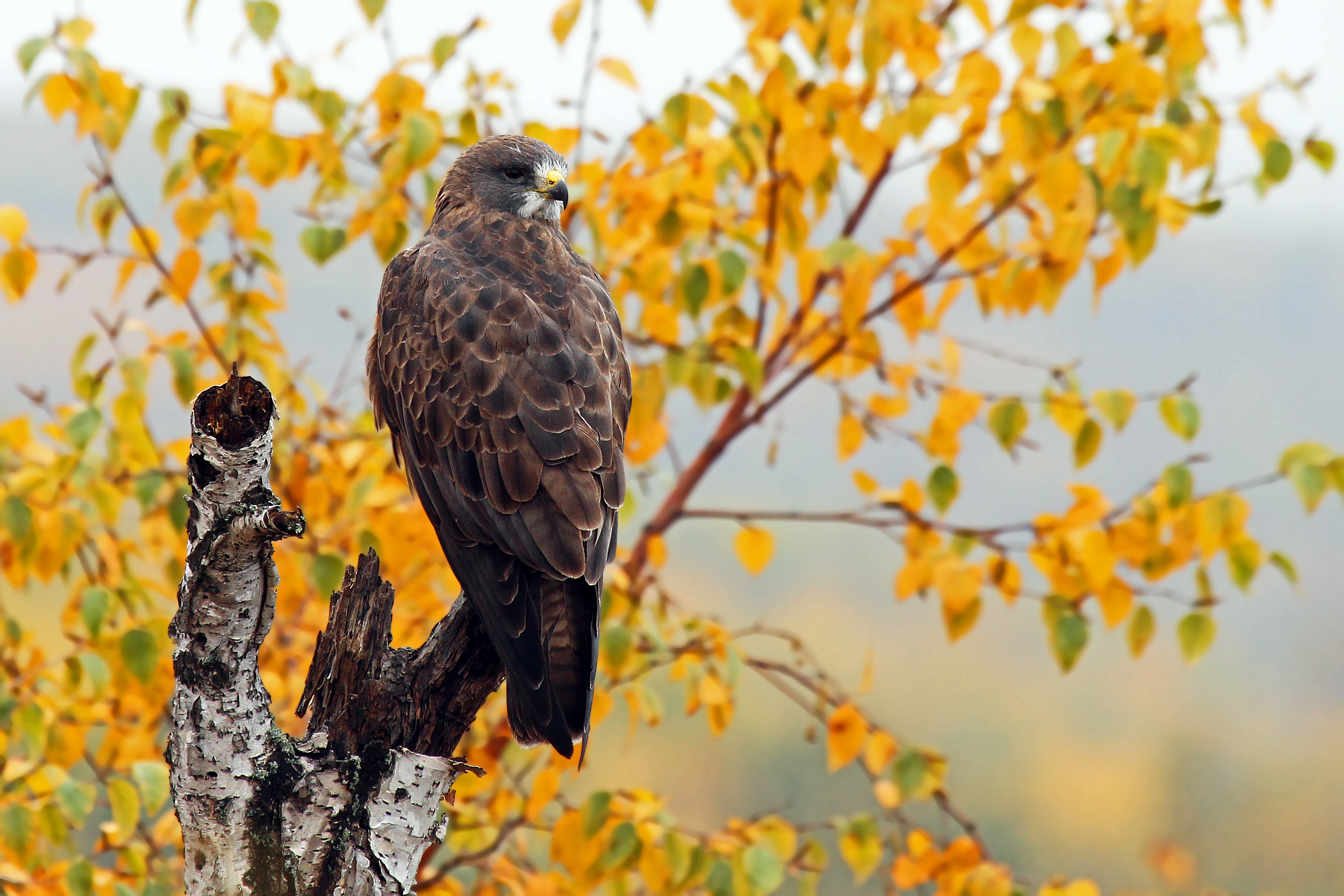 Bird Bird Of Prey Hawk Predator Animal 5184x3456