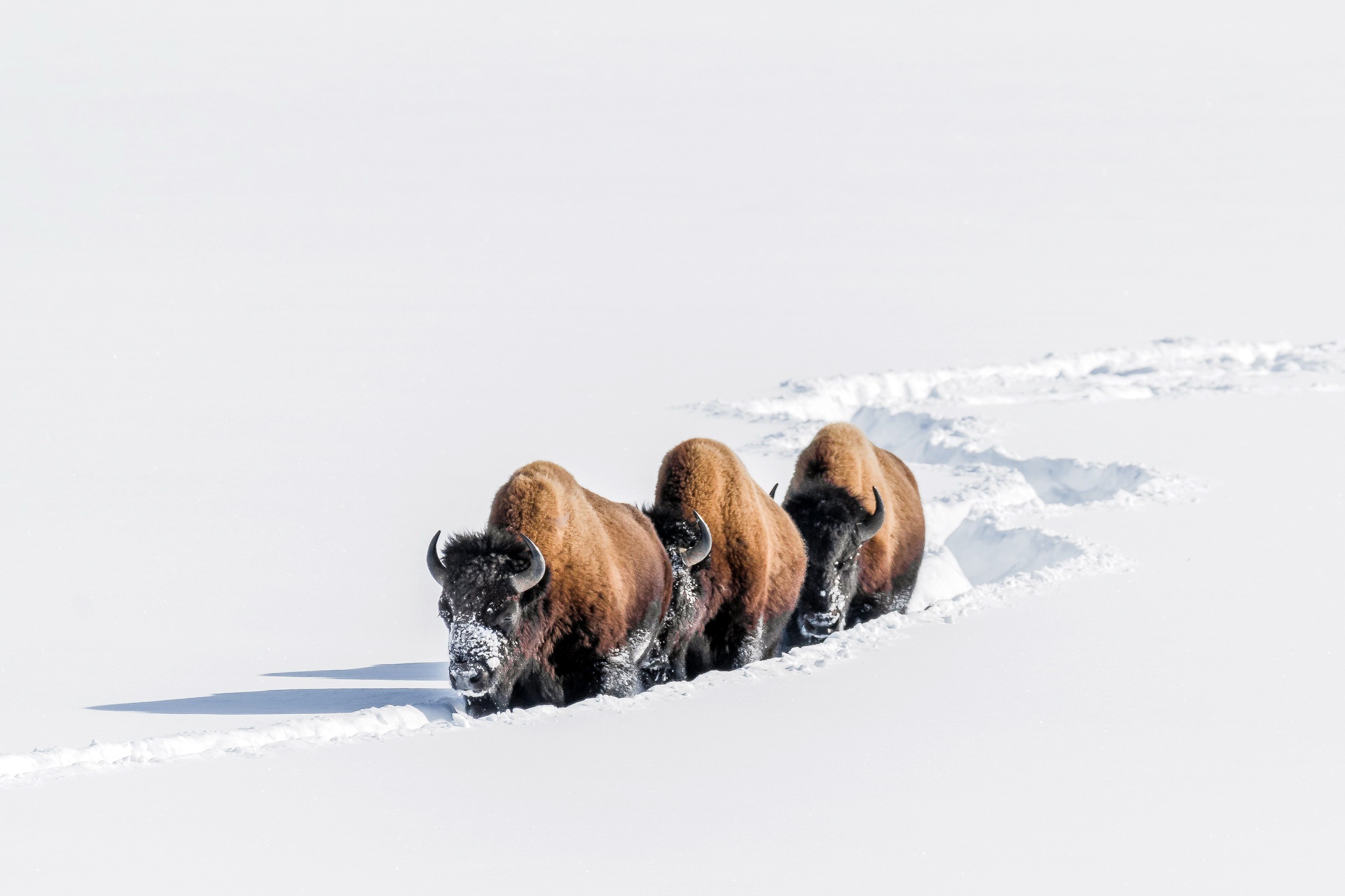 American Bison Snow Wildlife Winter 1920x1280