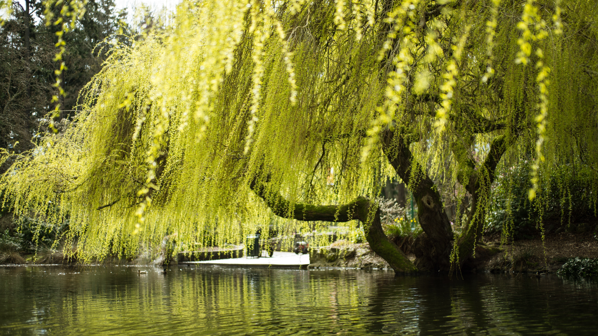 Nature Trees Water Plants Leaves Water Ripples Park Canada 1920x1080