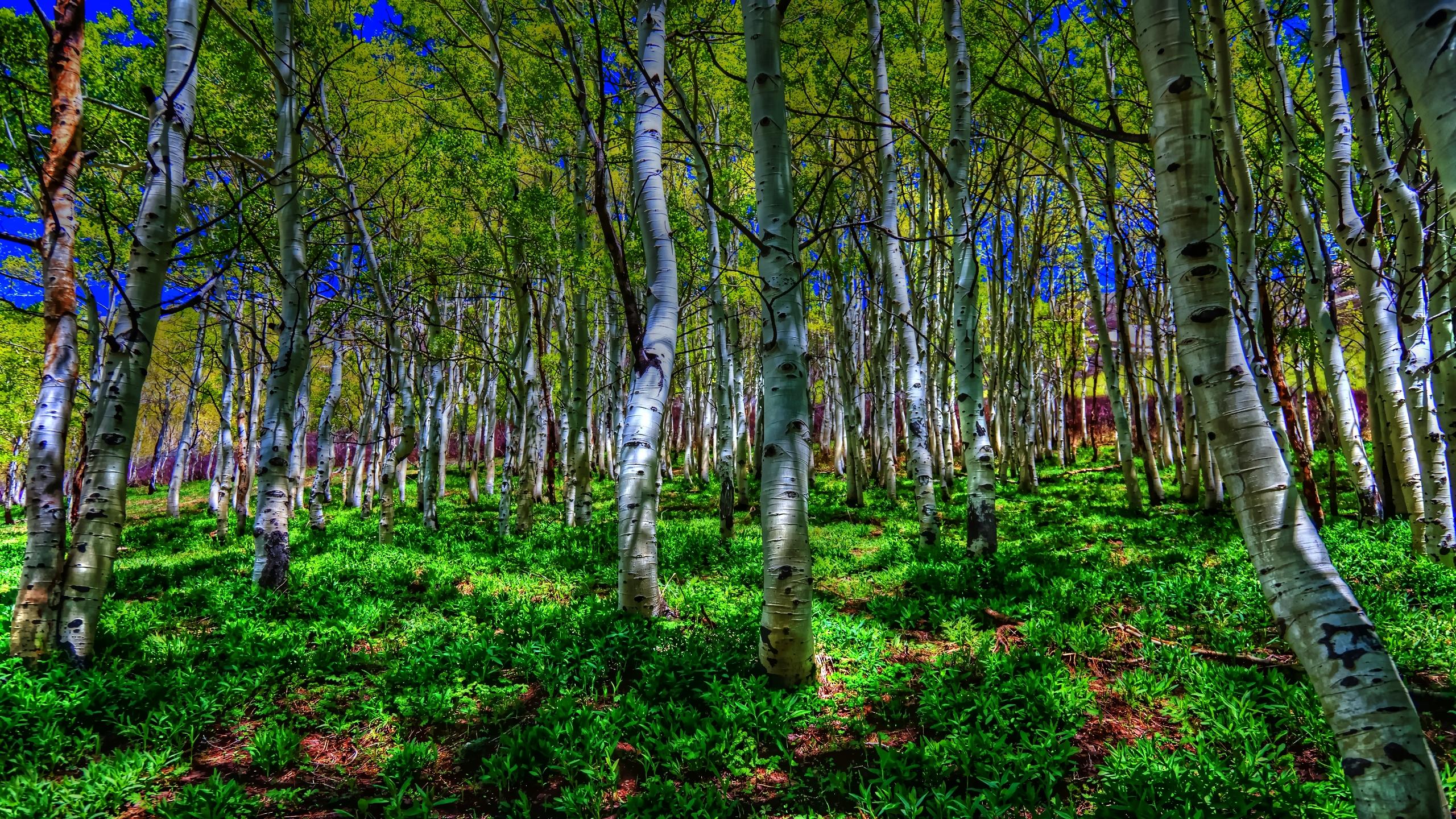 Birch Earth Forest Green Tree 2560x1440