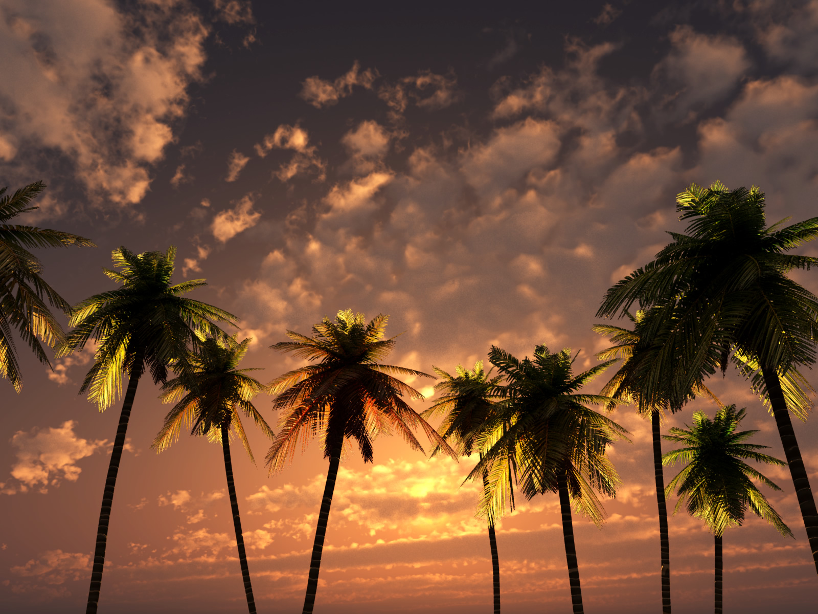 Cloud Earth Palm Tree Sky Sunset 1600x1200