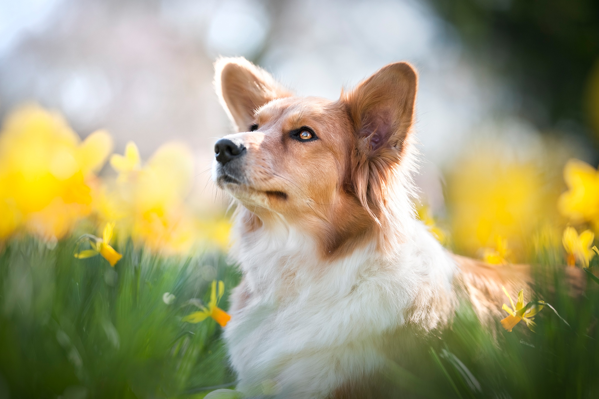 Blur Corgi Daffodil Dog Pet 2048x1363