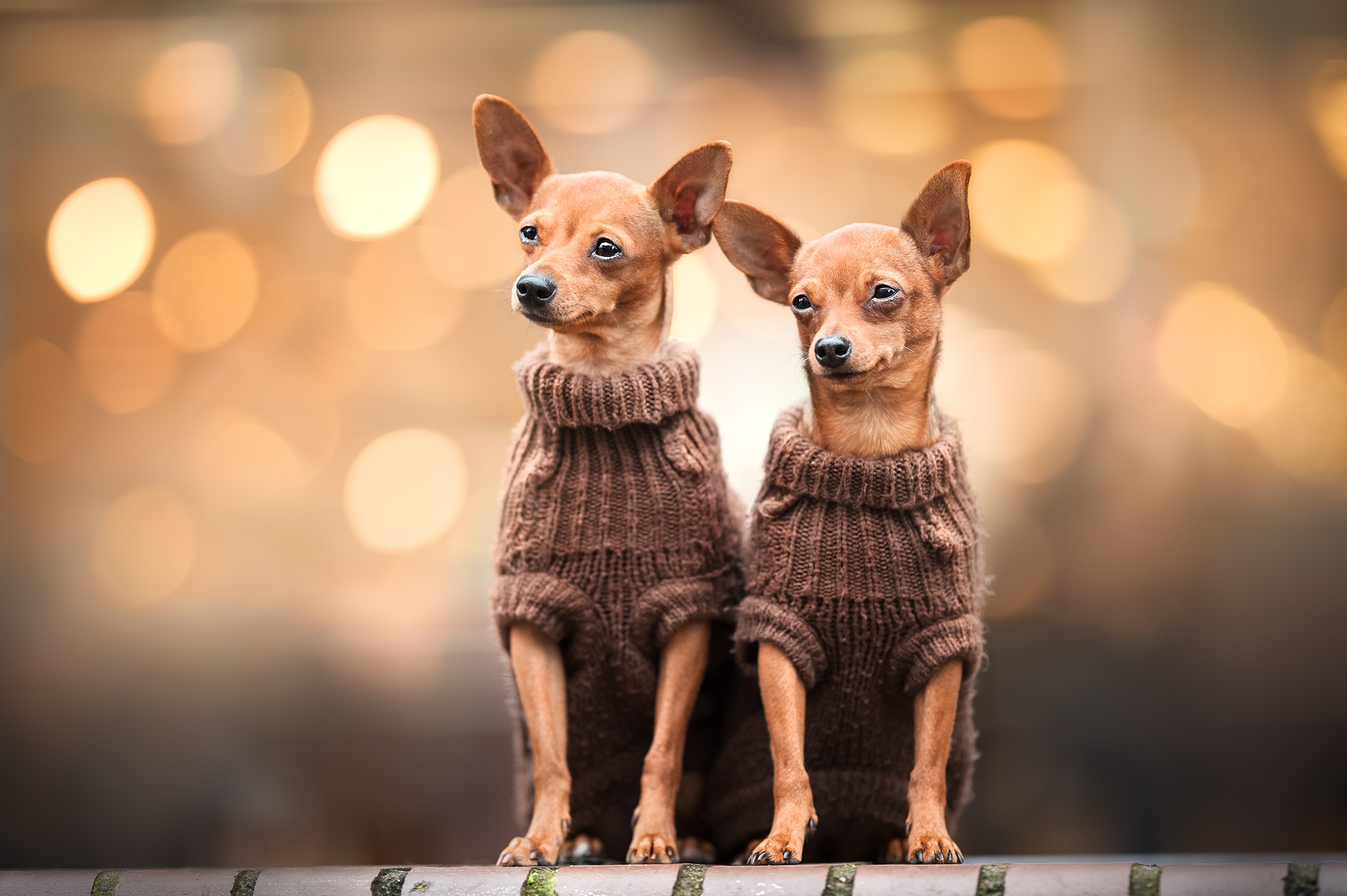 Bokeh Chihuahua Dog Pet 2048x1363