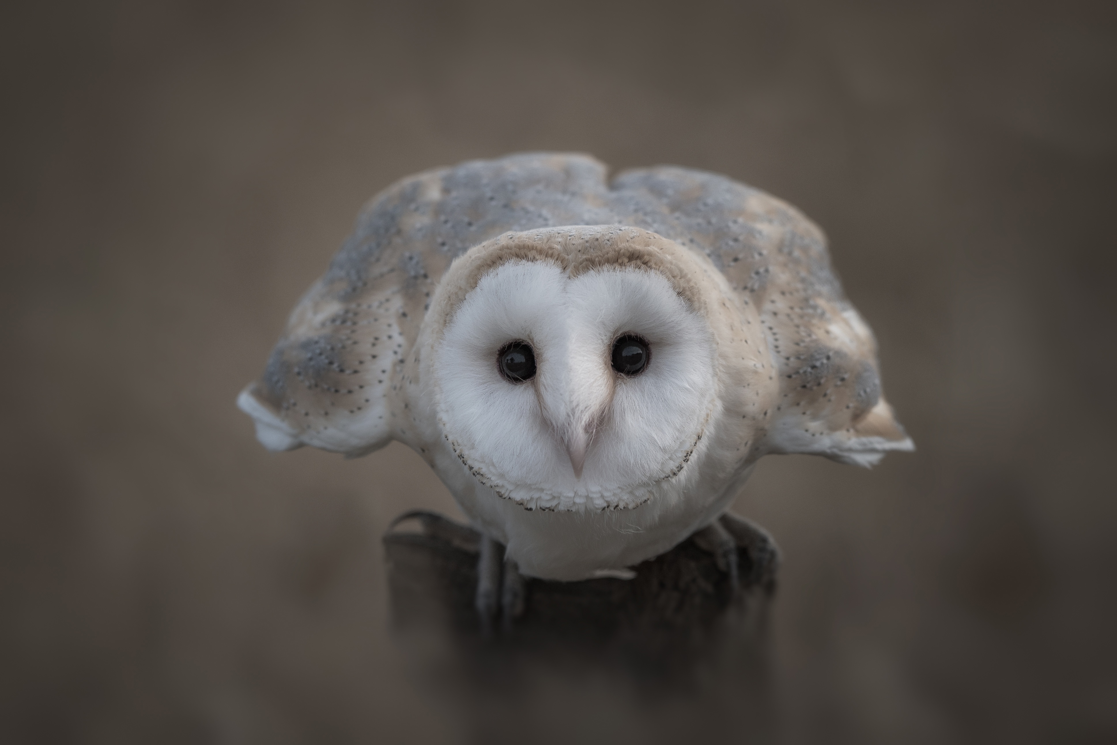 Barn Owl Bird Owl Stare Wildlife 3876x2587