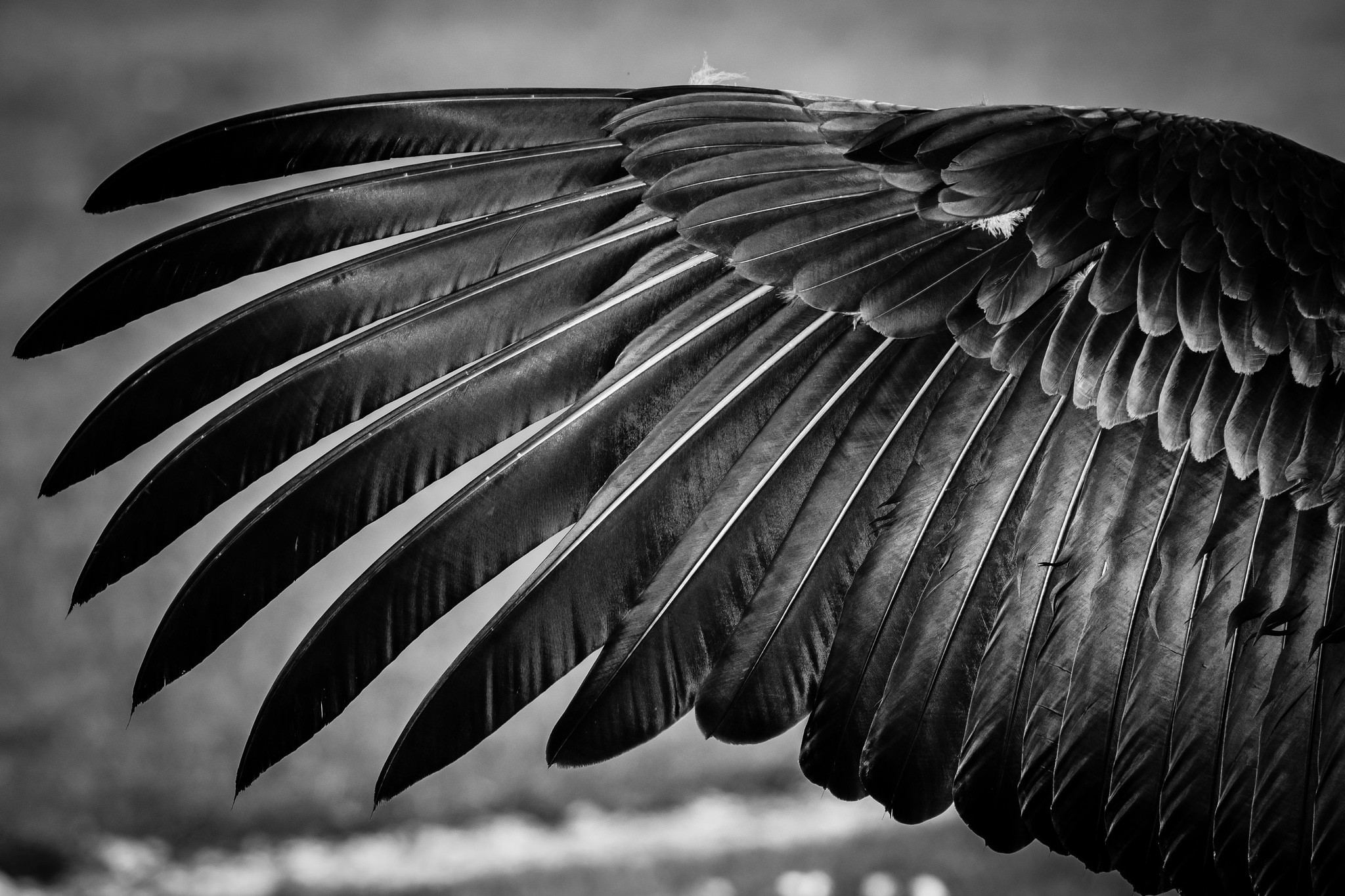 Bird Black Amp White Feather Wings 2048x1365