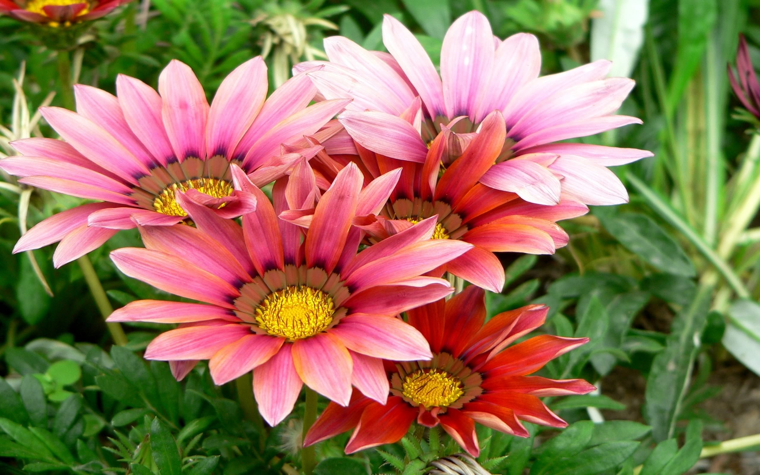 Flower Gazania Pink Flower 2560x1600