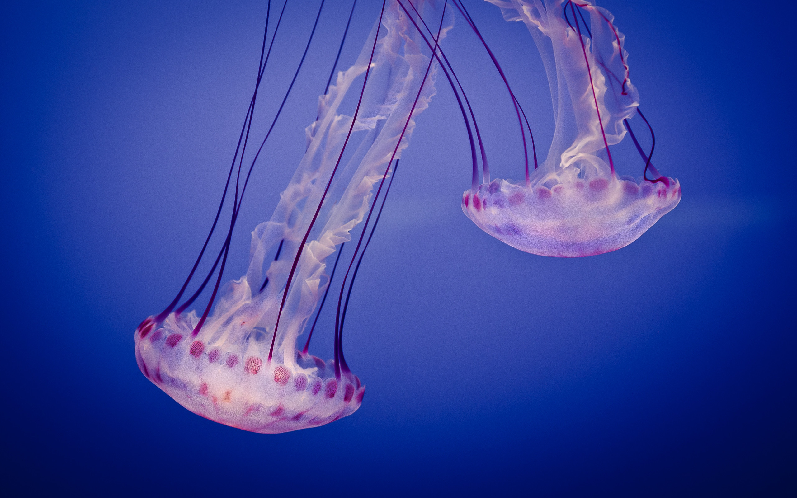 Animal Jellyfish 2560x1600