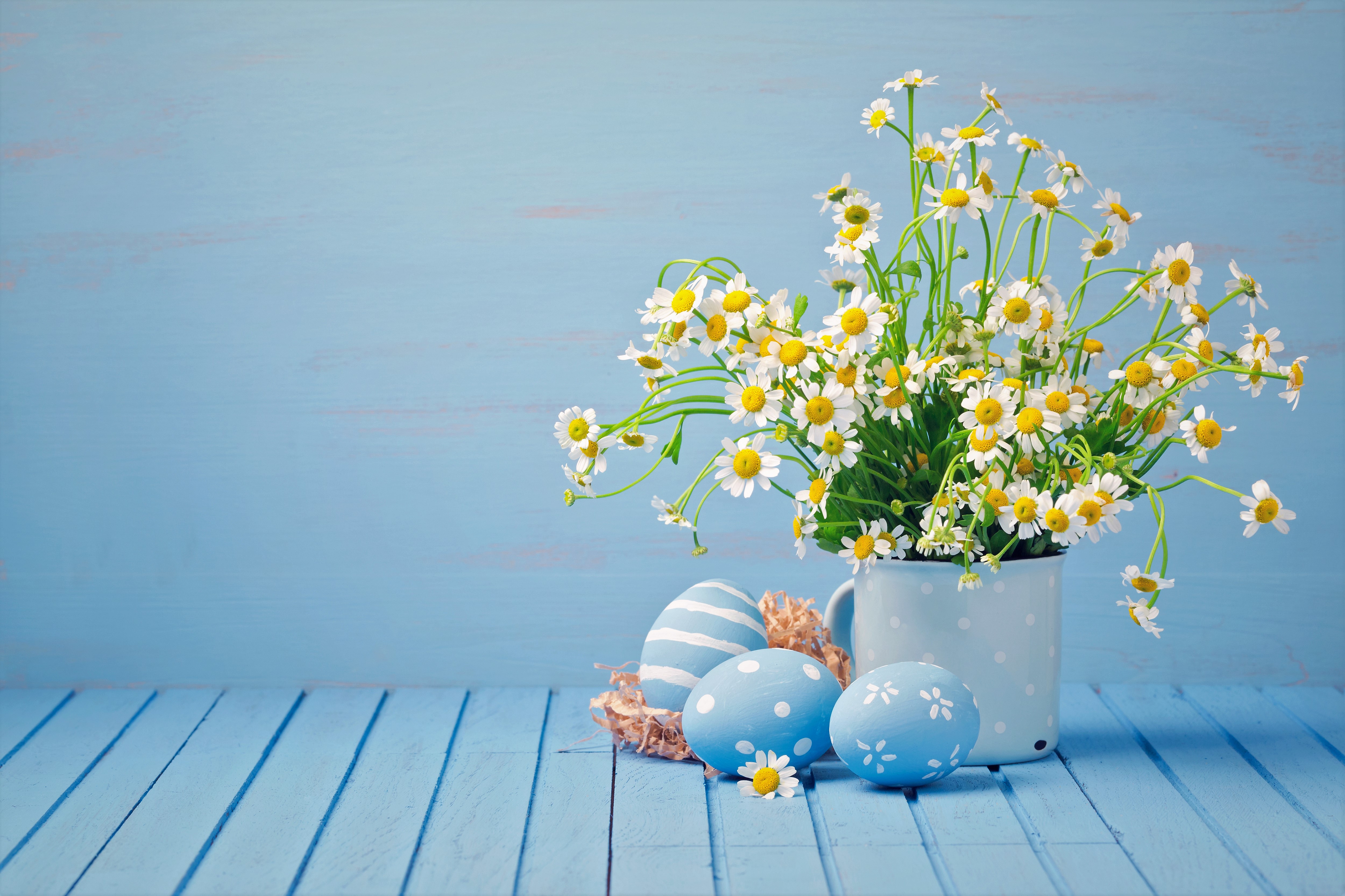 Camomile Easter Easter Egg Flower White Flower 5000x3333