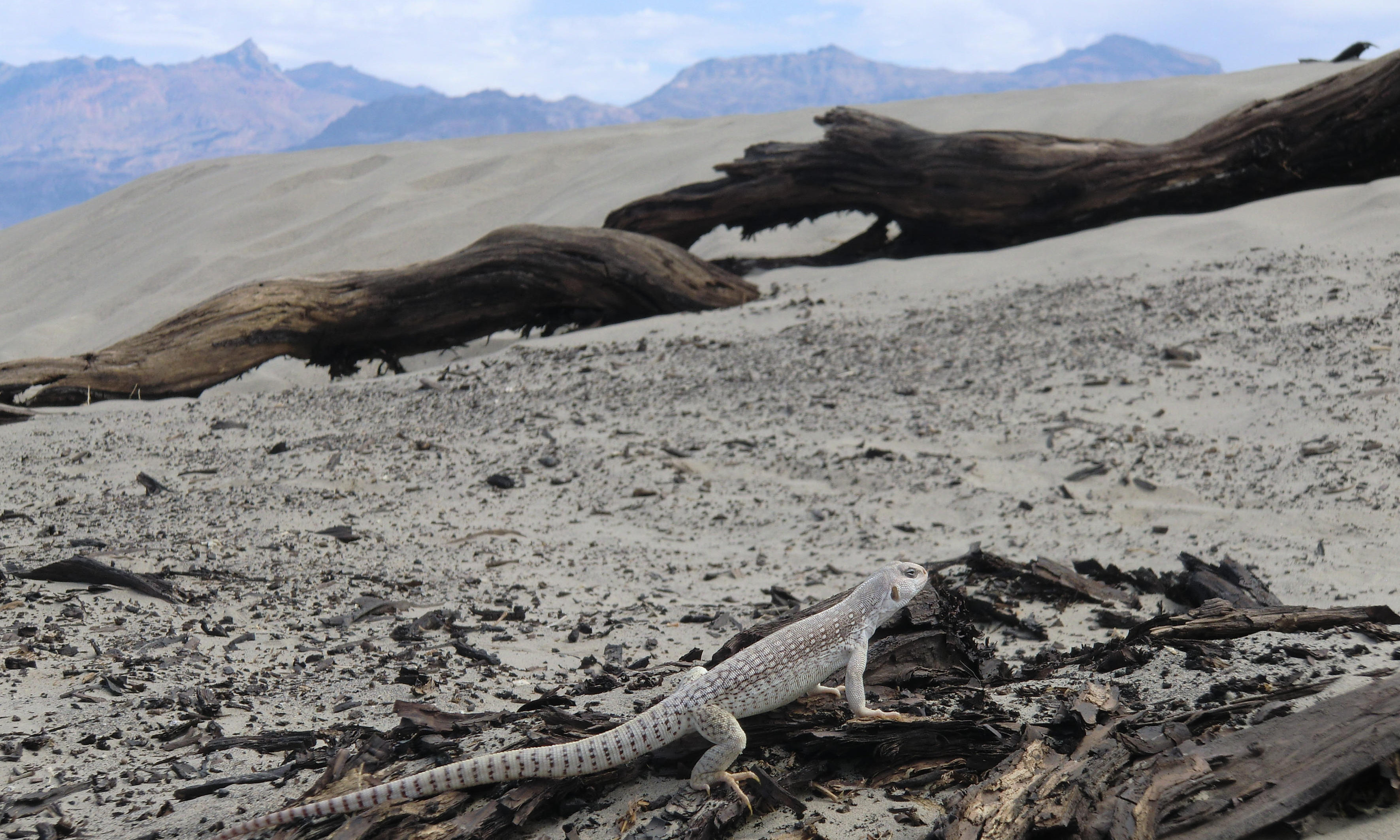 Death Valley Desert Lizard 3543x2127