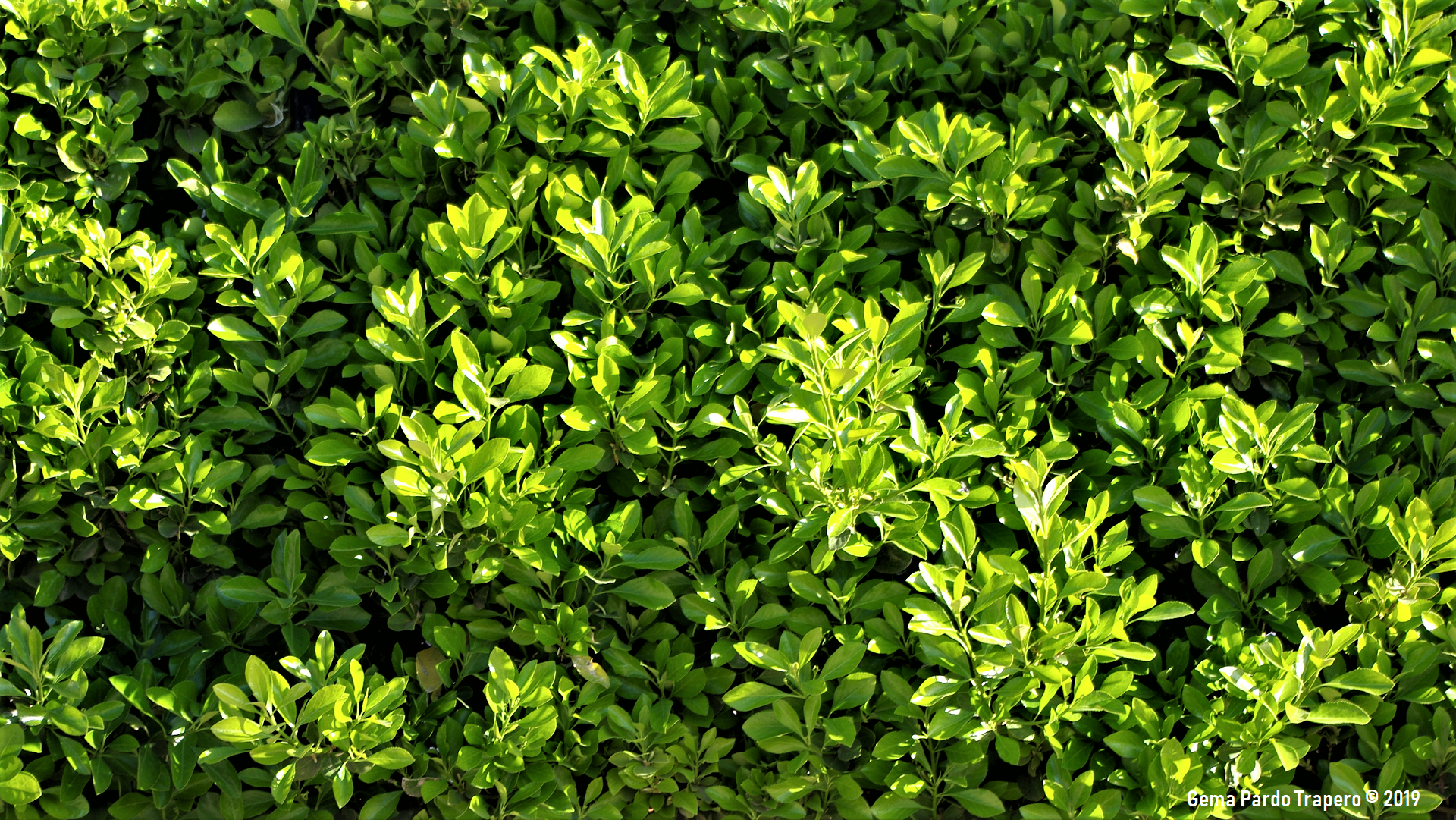 Greenery Hedge Leaf Plant 1920x1081