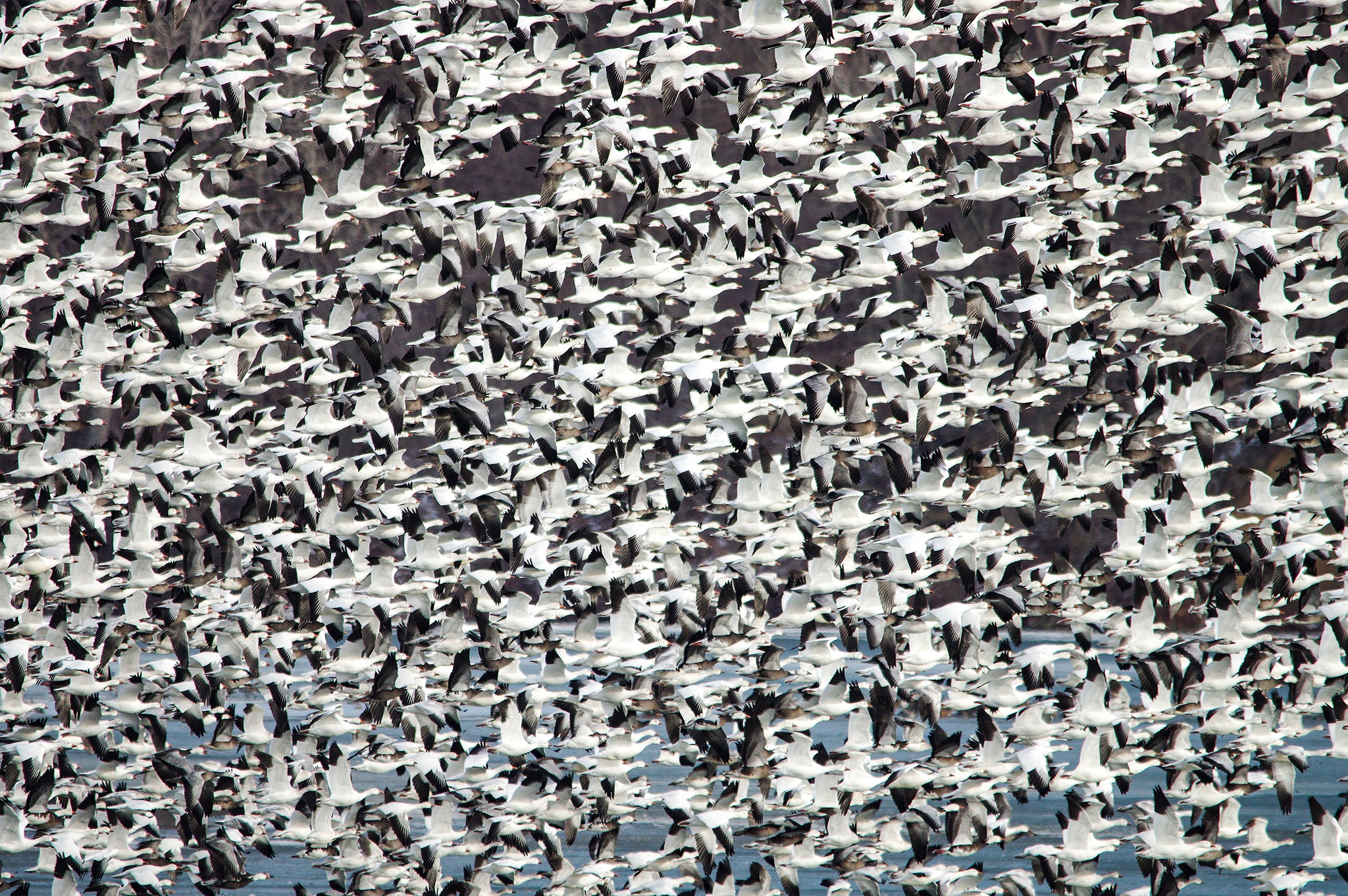 Bird Flock Of Birds Goose Wildlife 2048x1362