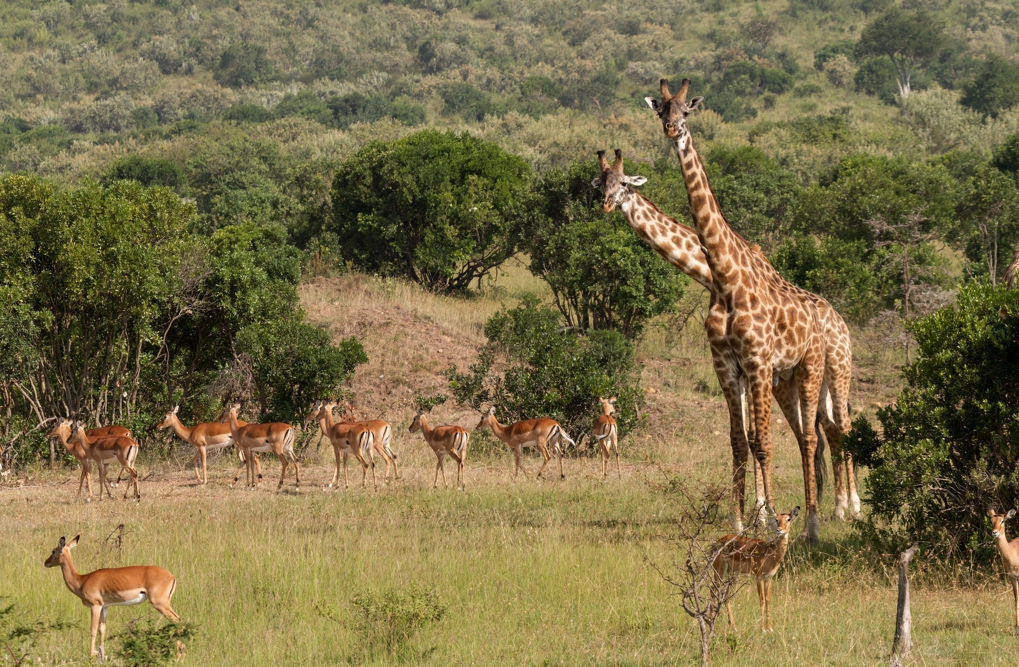 Animal Giraffe 2048x1341