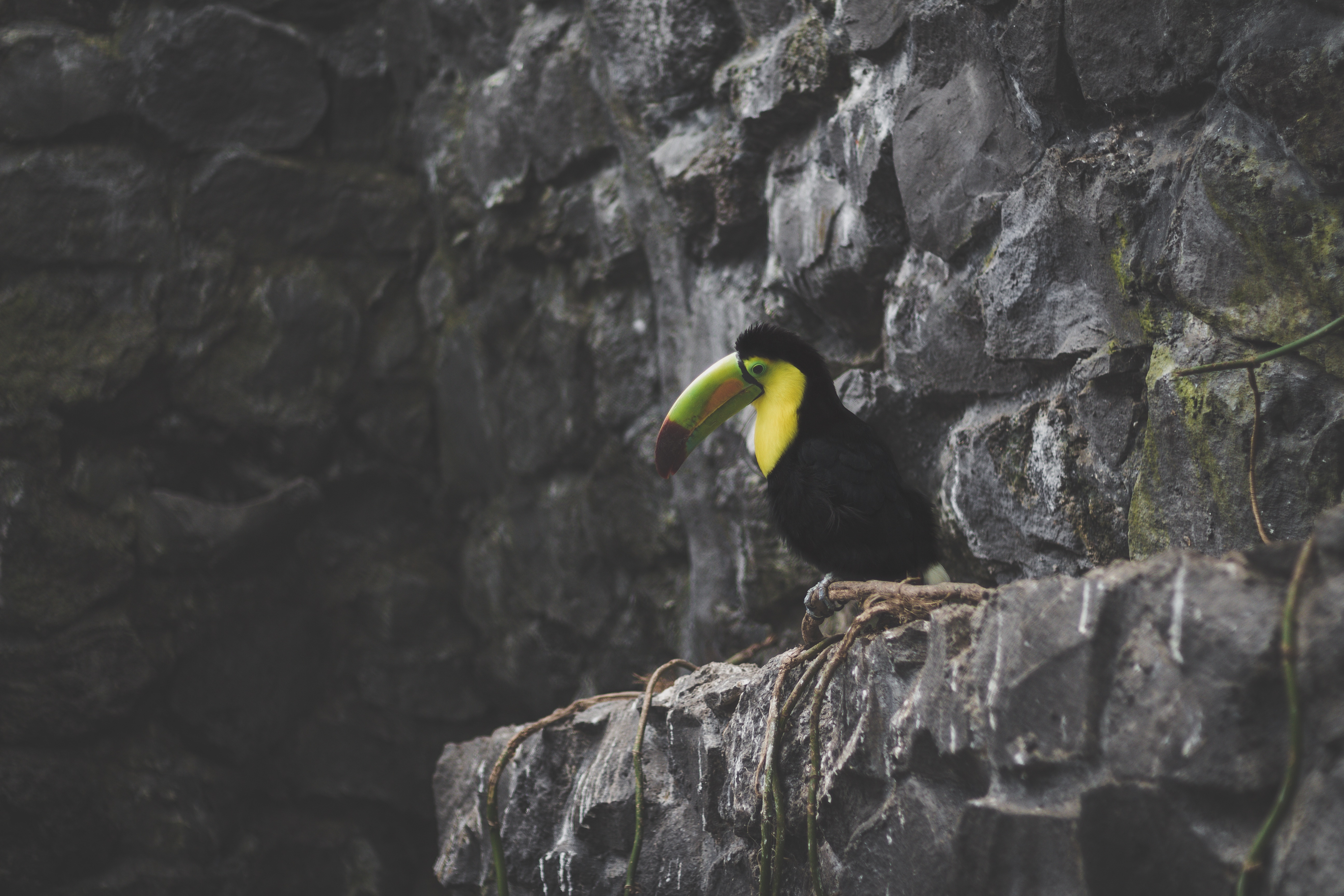 Beak Bird Toucan 5184x3456