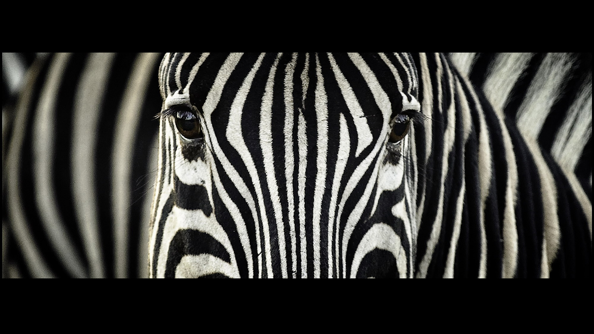 Animal Zebra 1920x1080