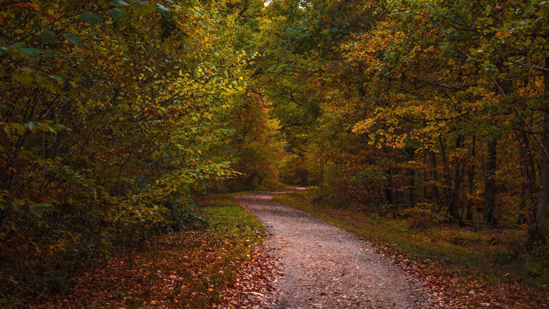 Nature Dirtroad Plants Trees Leaves Grass Path Fall Forest 1920x1080