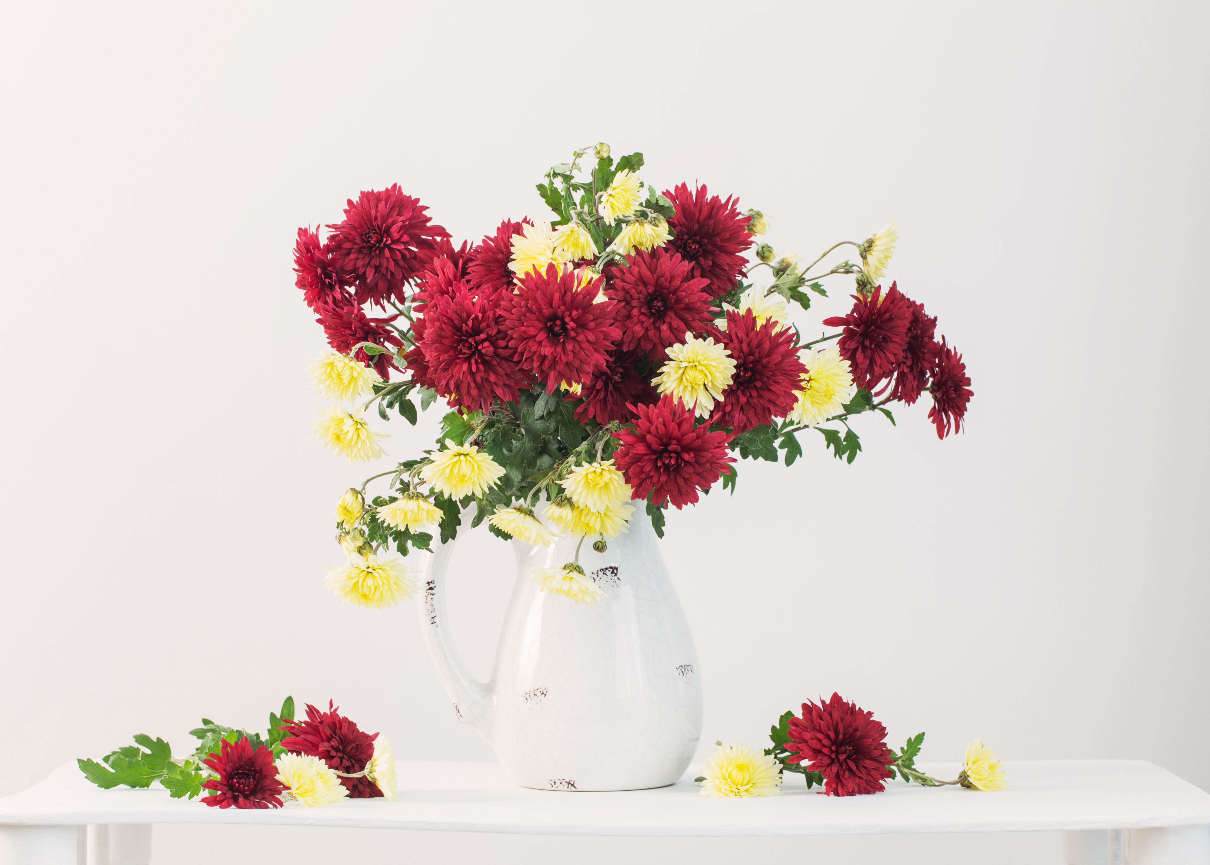 Chrysanthemum 5061x3619