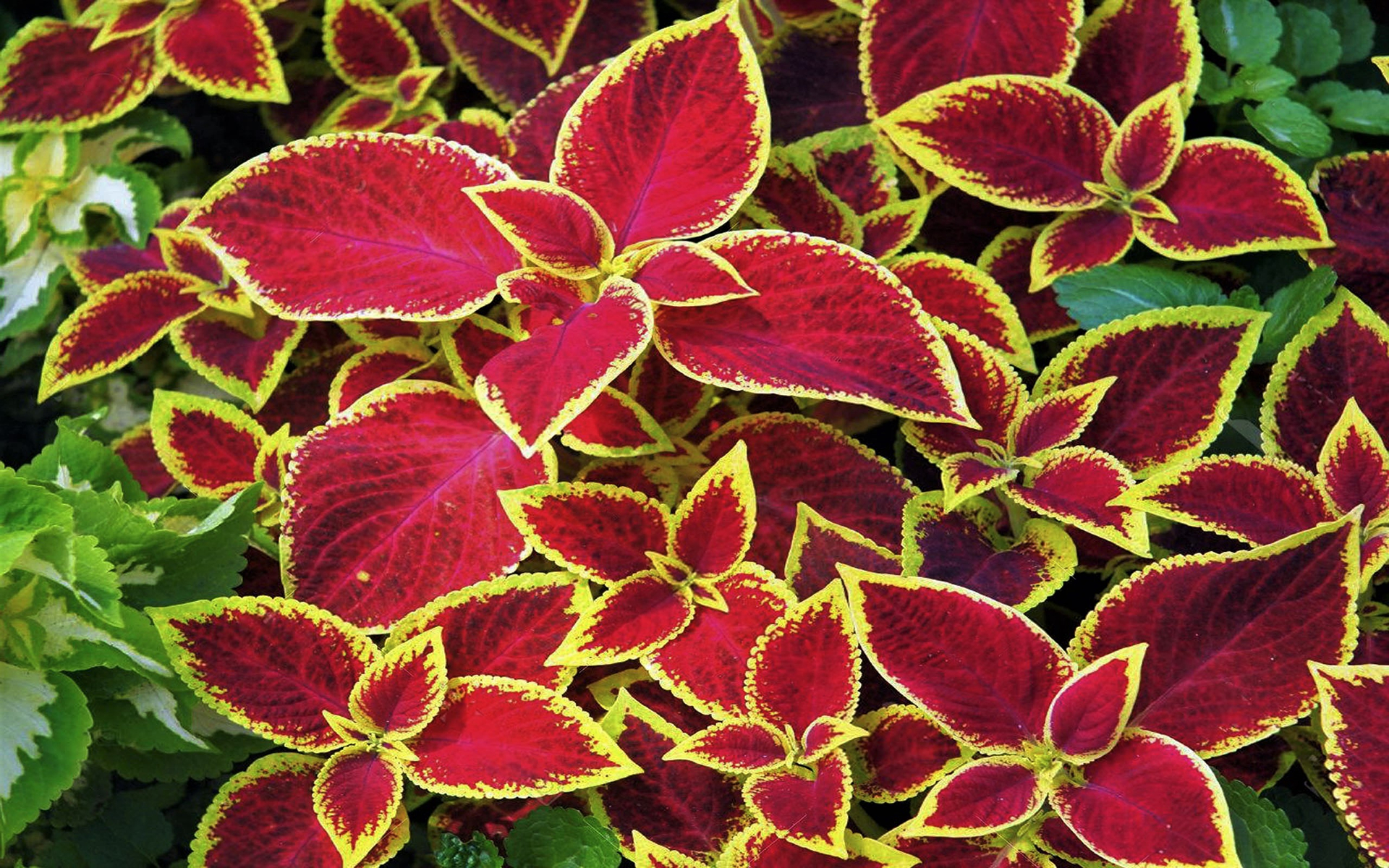 Coleus Leaf Plant 1920x1200