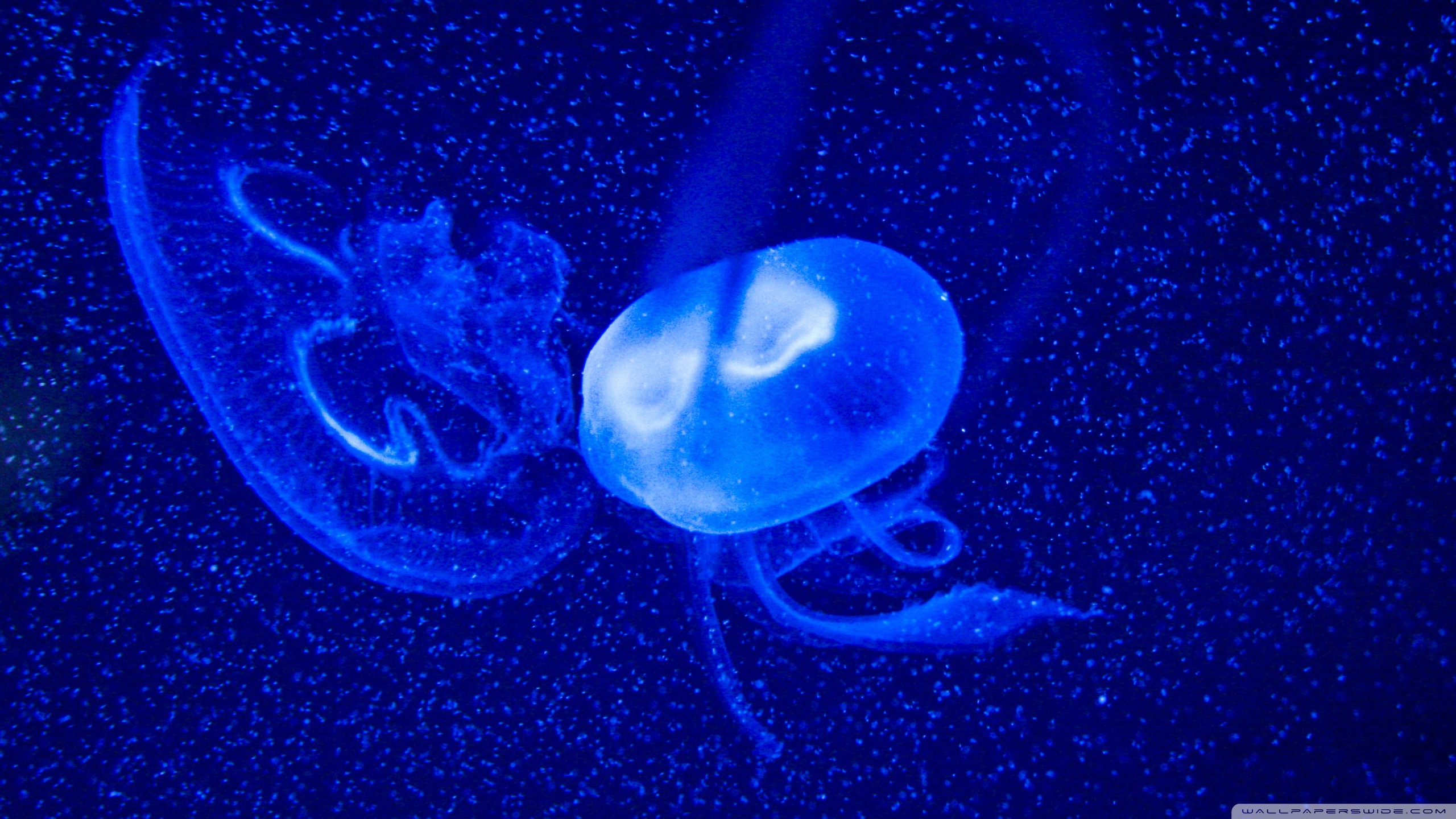 Jellyfish 2560x1440