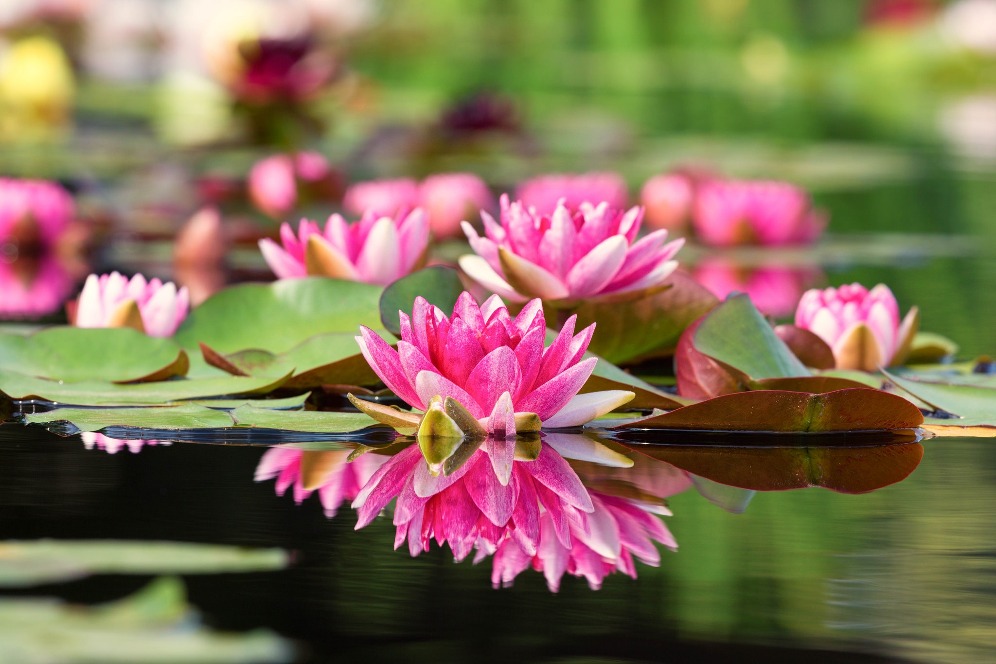 Depth Of Field Flower Nature Pink Flower Reflection Water Water Lily 2048x1365