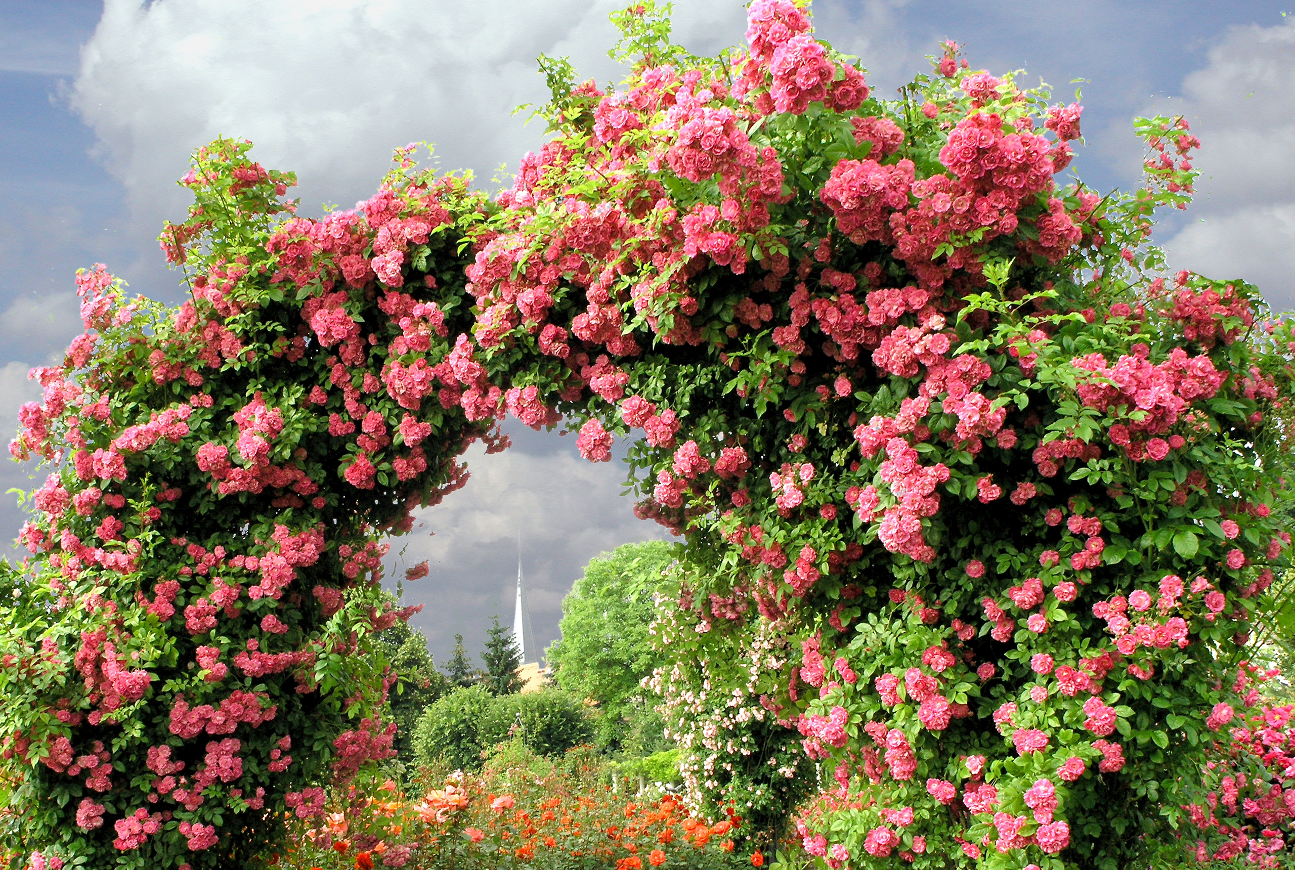 Arch Garden Pink Pink Rose Rose Rose Bush 2560x1720