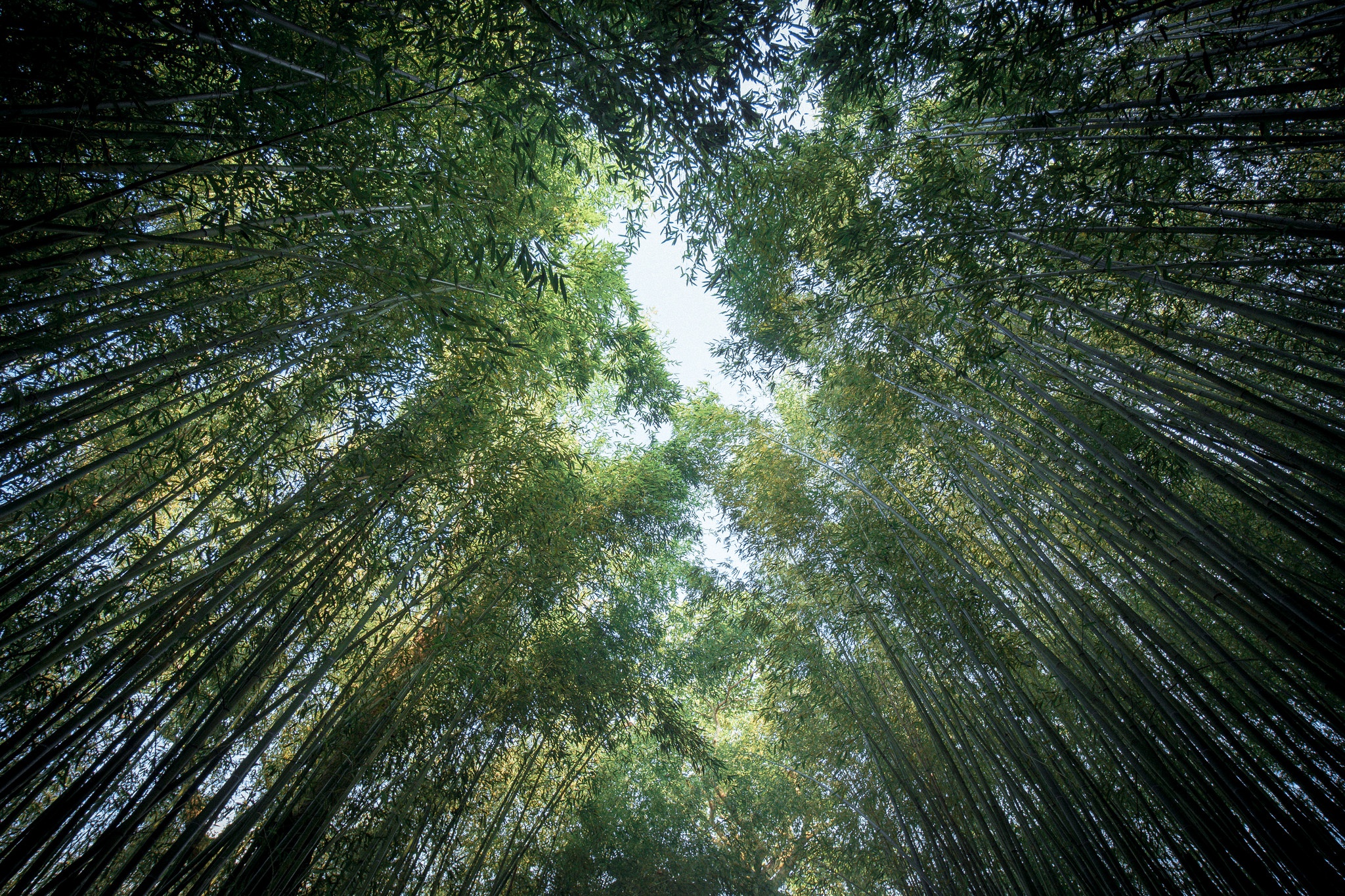 Bamboo Greenery Nature 2048x1365