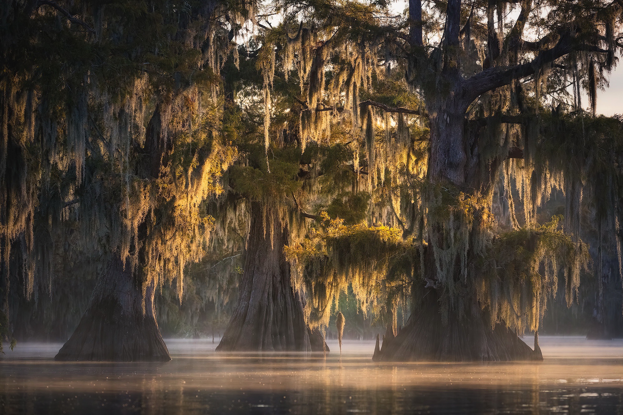Cypress Louisiana Moss Swamp 2000x1334