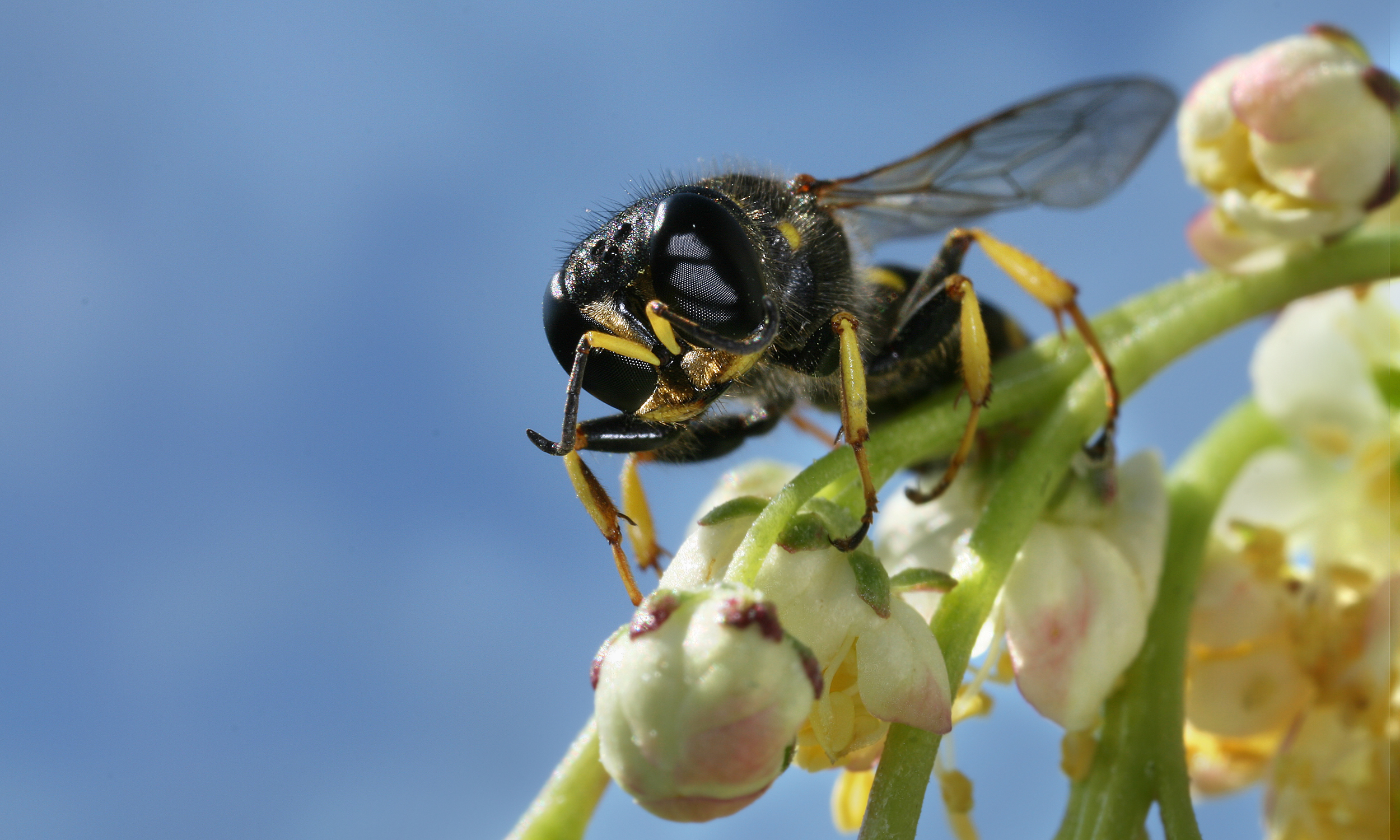 Animal Digger Wasp Flower Wasp 2500x1500