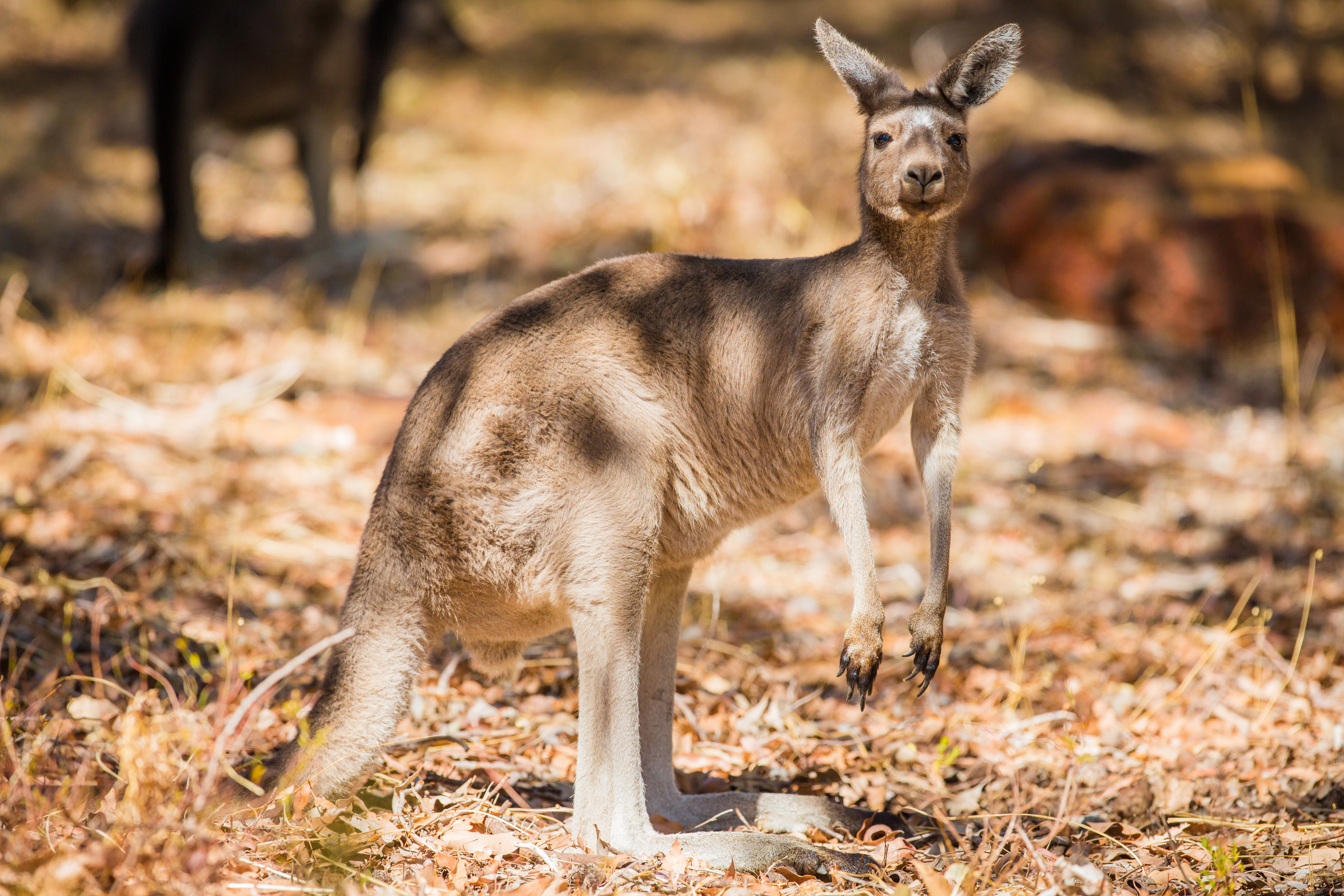 Australia Kangaroo Marsupial Wildlife 4872x3248