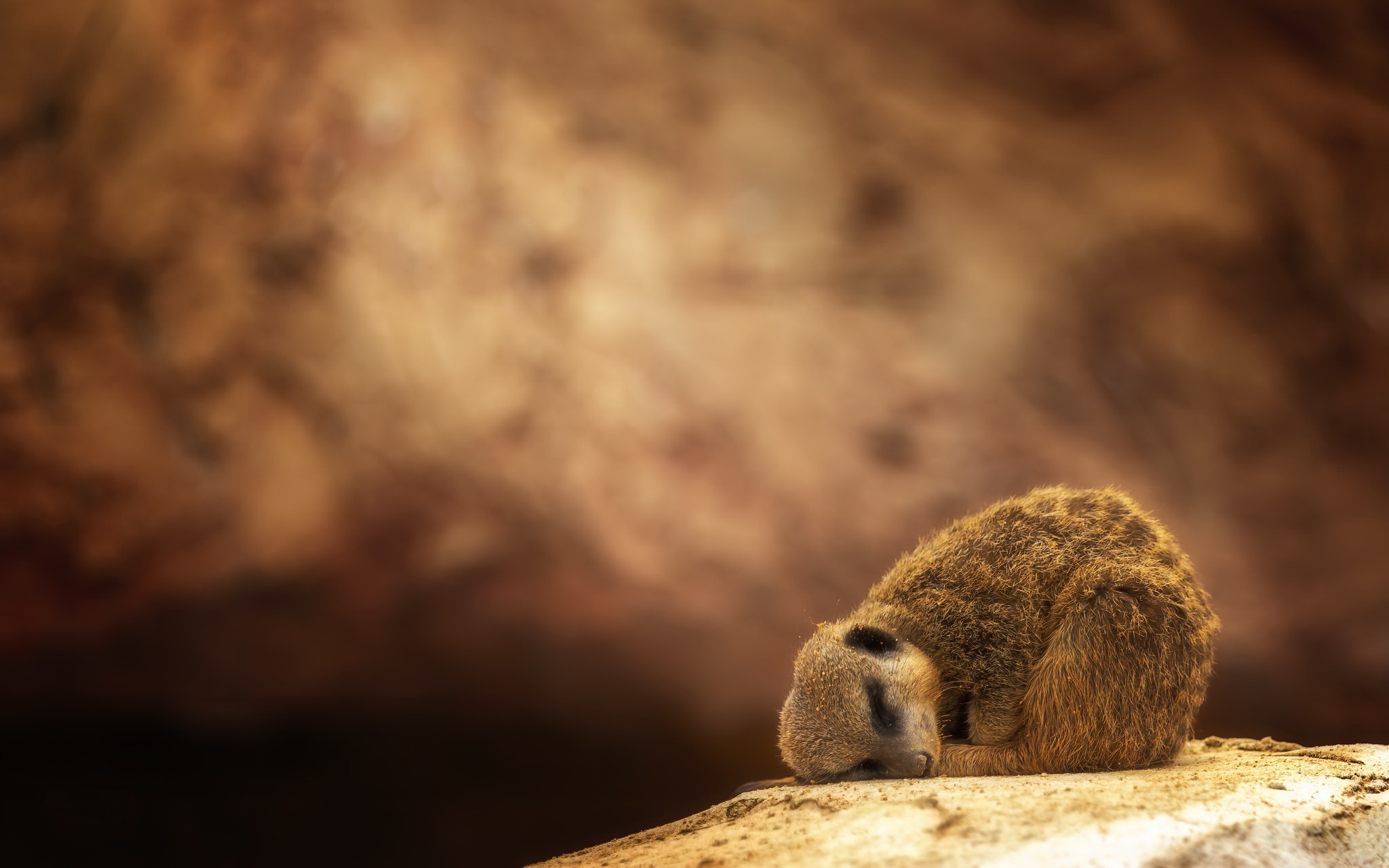 Meerkat Sleeping Wildlife 2048x1280