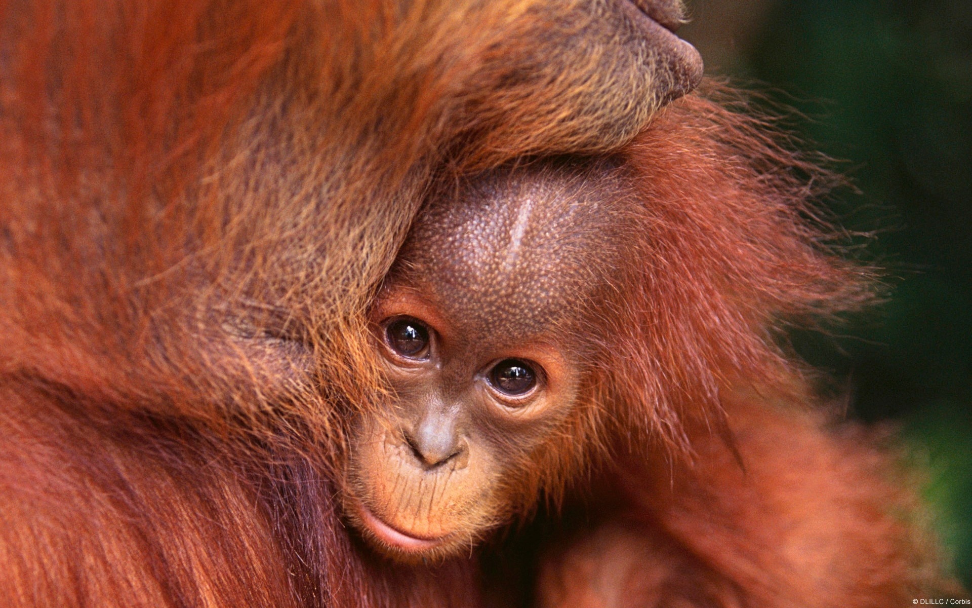 Animal Orangutan 1920x1200