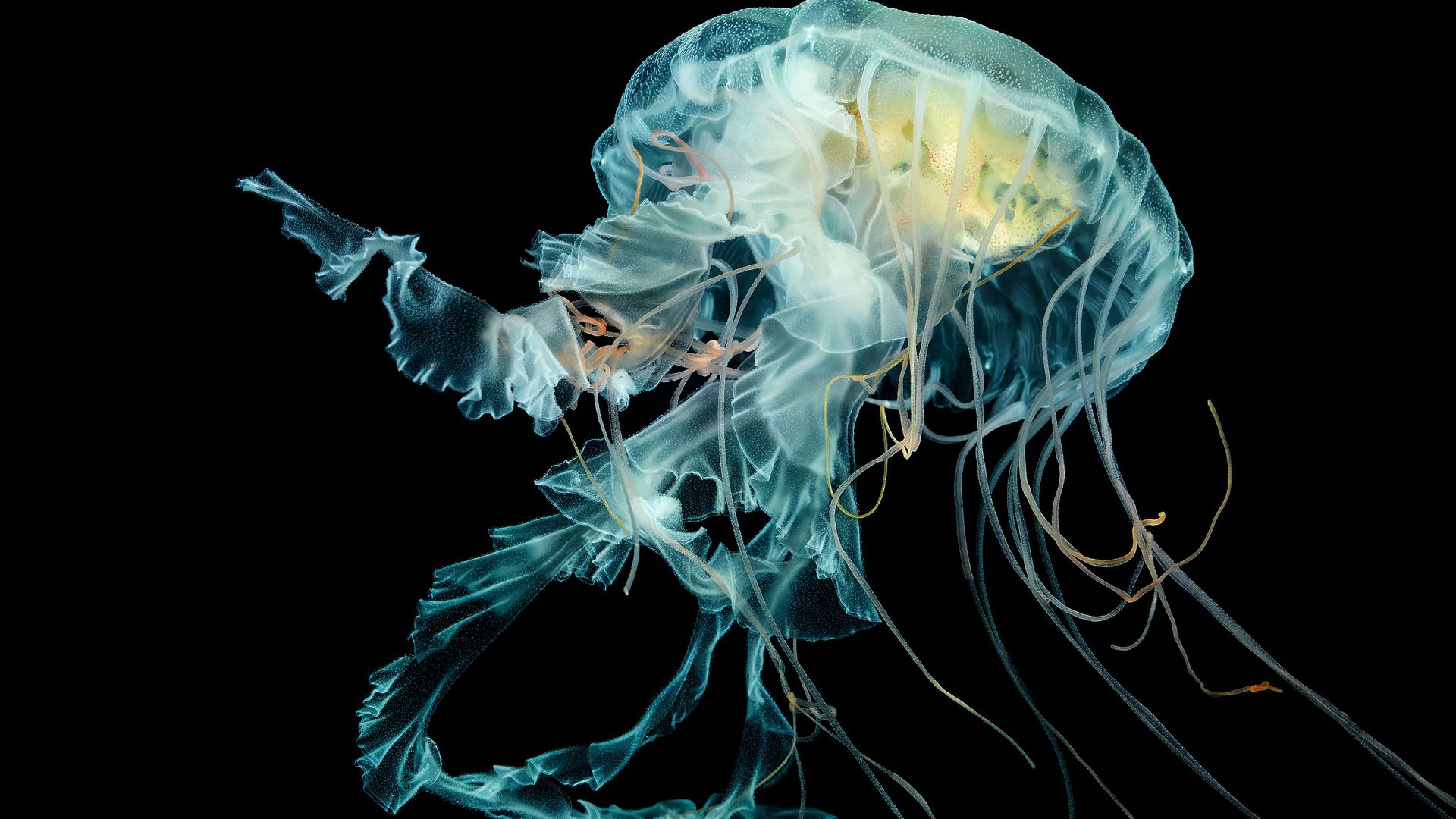 Animal Jellyfish 1920x1080