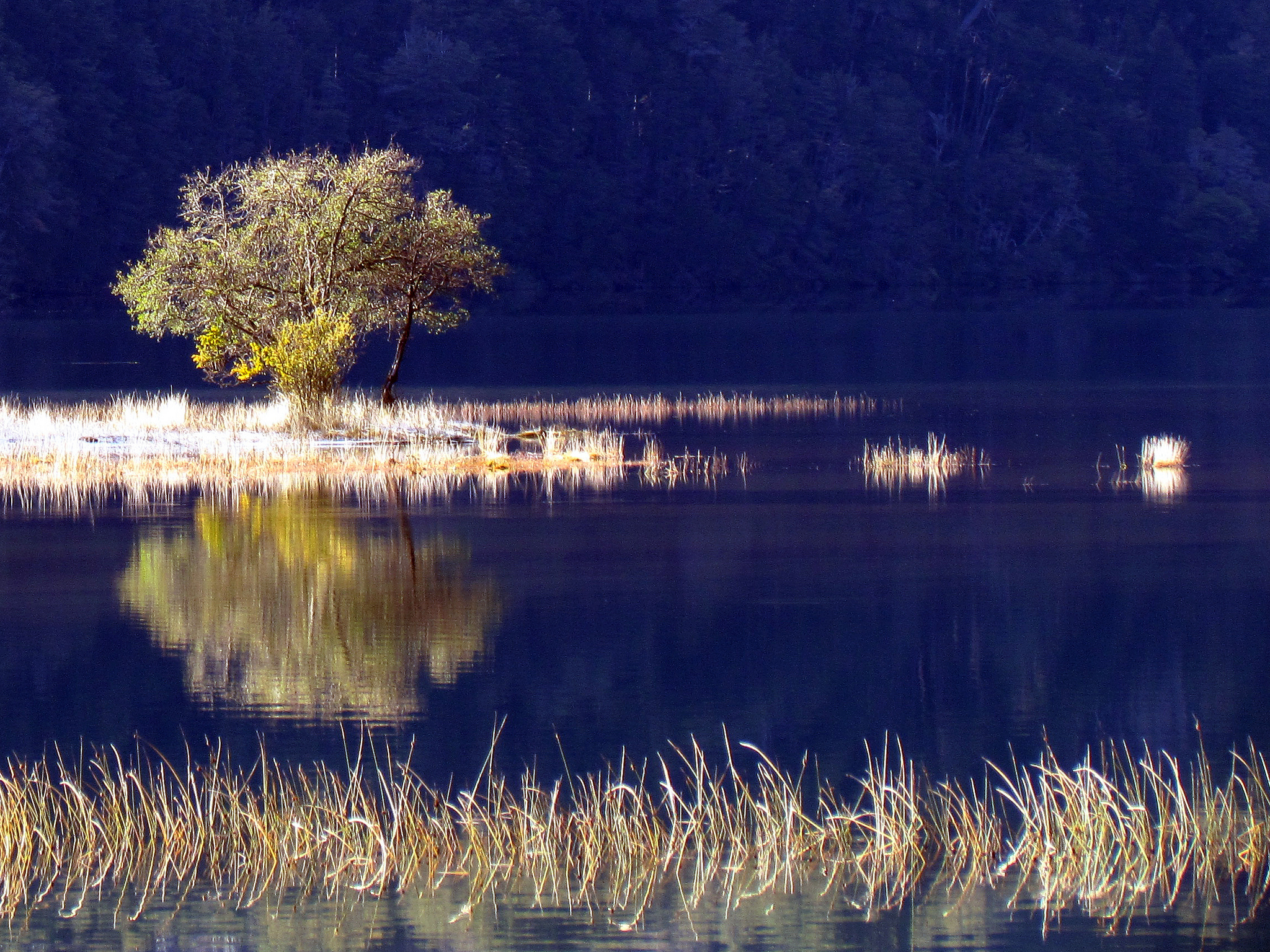 Lake Lonely Tree Nature Plant Reflection 2048x1536