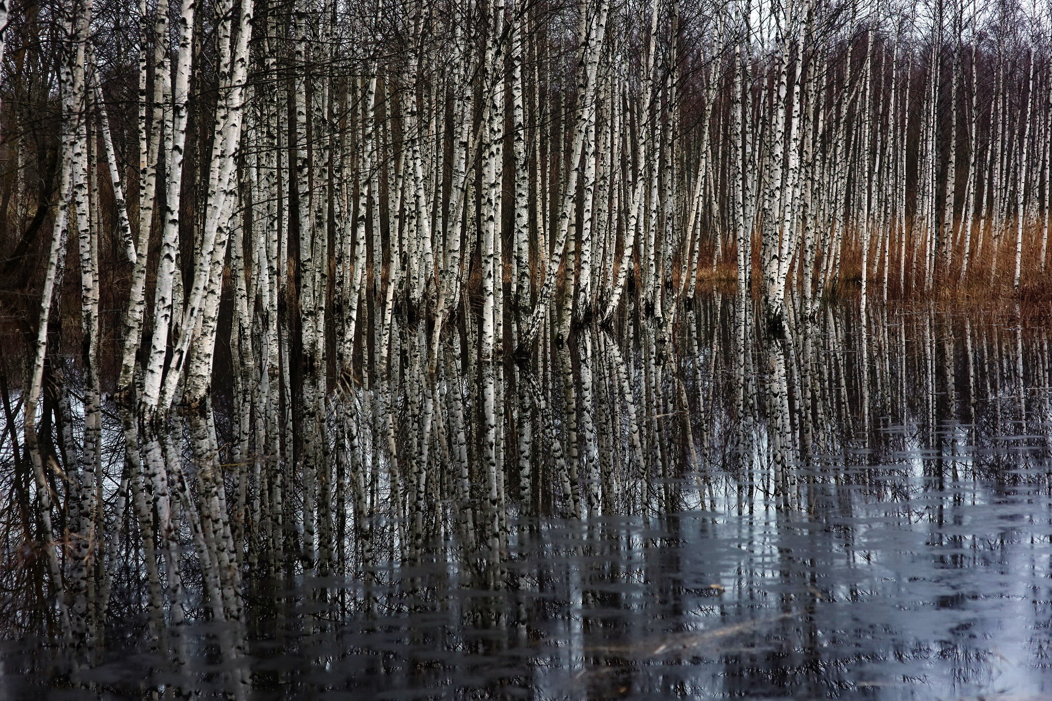 Birch Forest Nature Reflection 2048x1365
