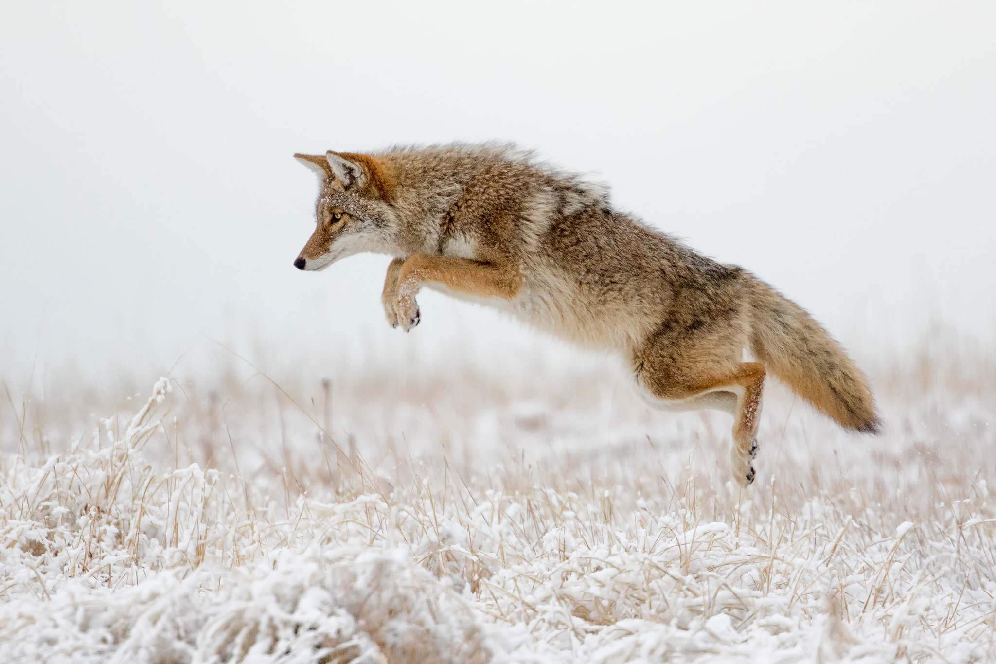 Coyote Jump Snow Wildlife Winter 2048x1365