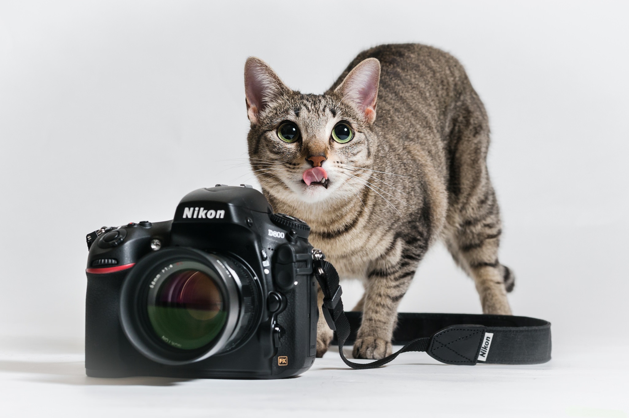 Camera Cat Nikon 2048x1361