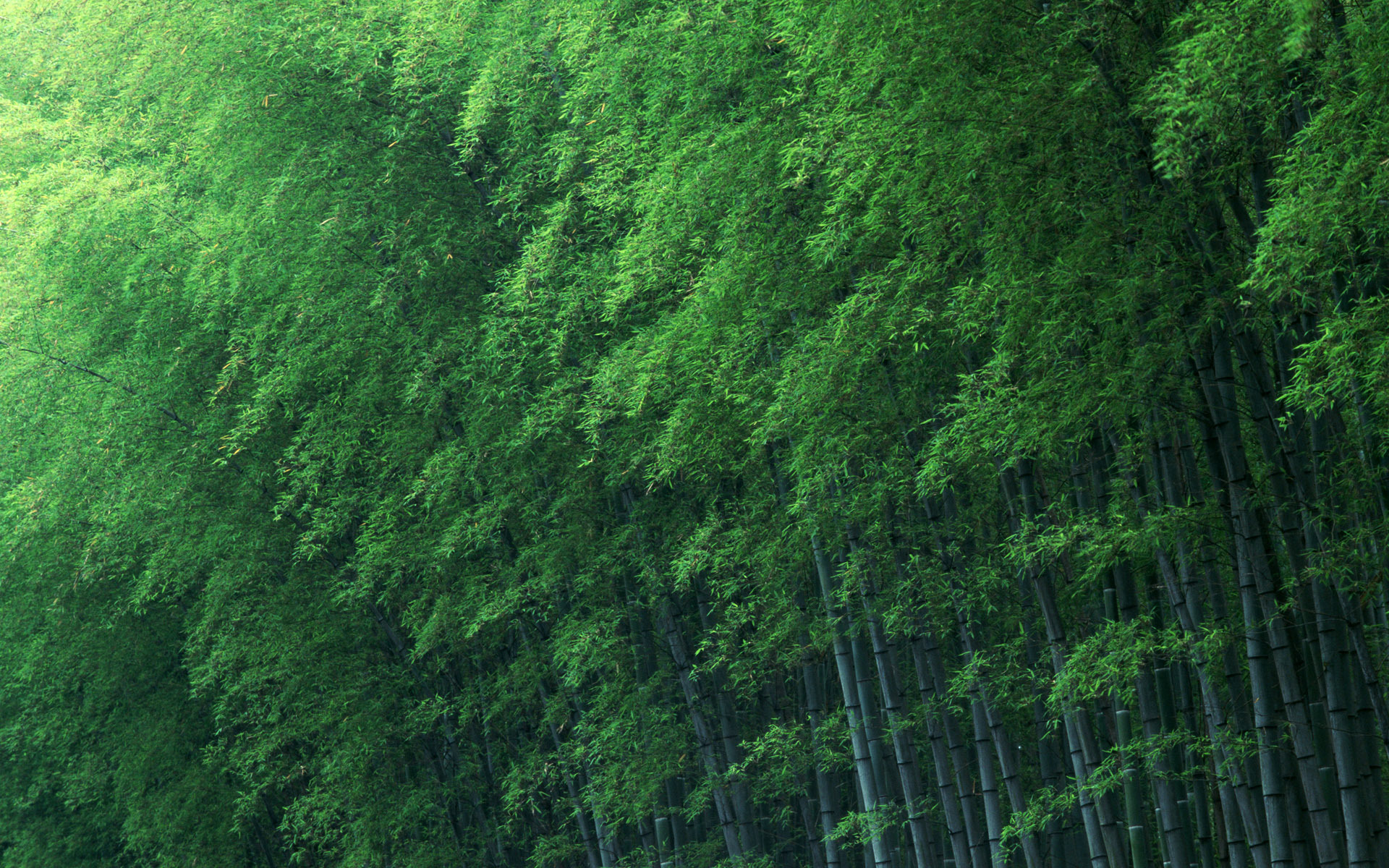 Forest 1920x1200