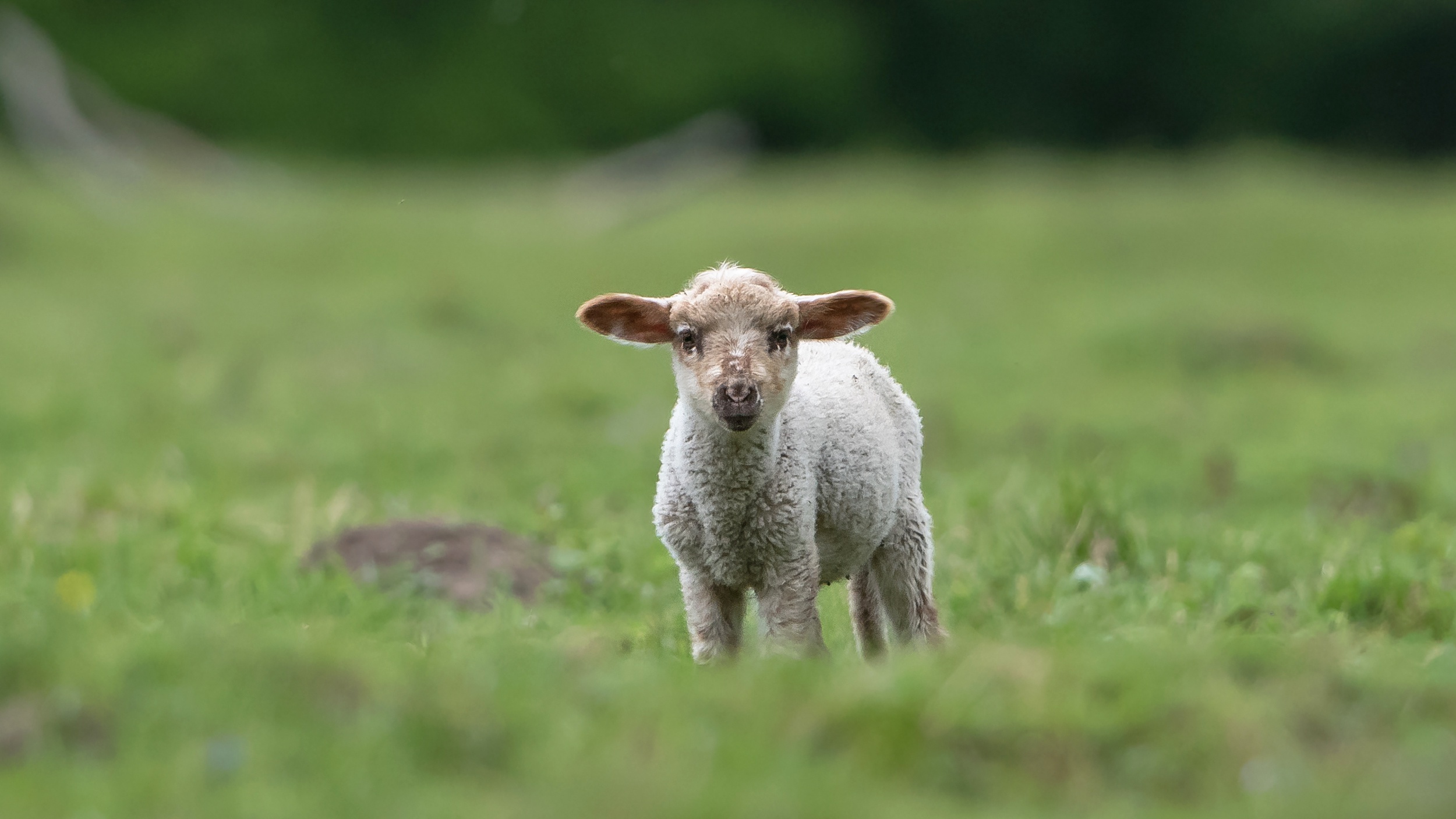 Baby Animal Lamb Sheep 2500x1406