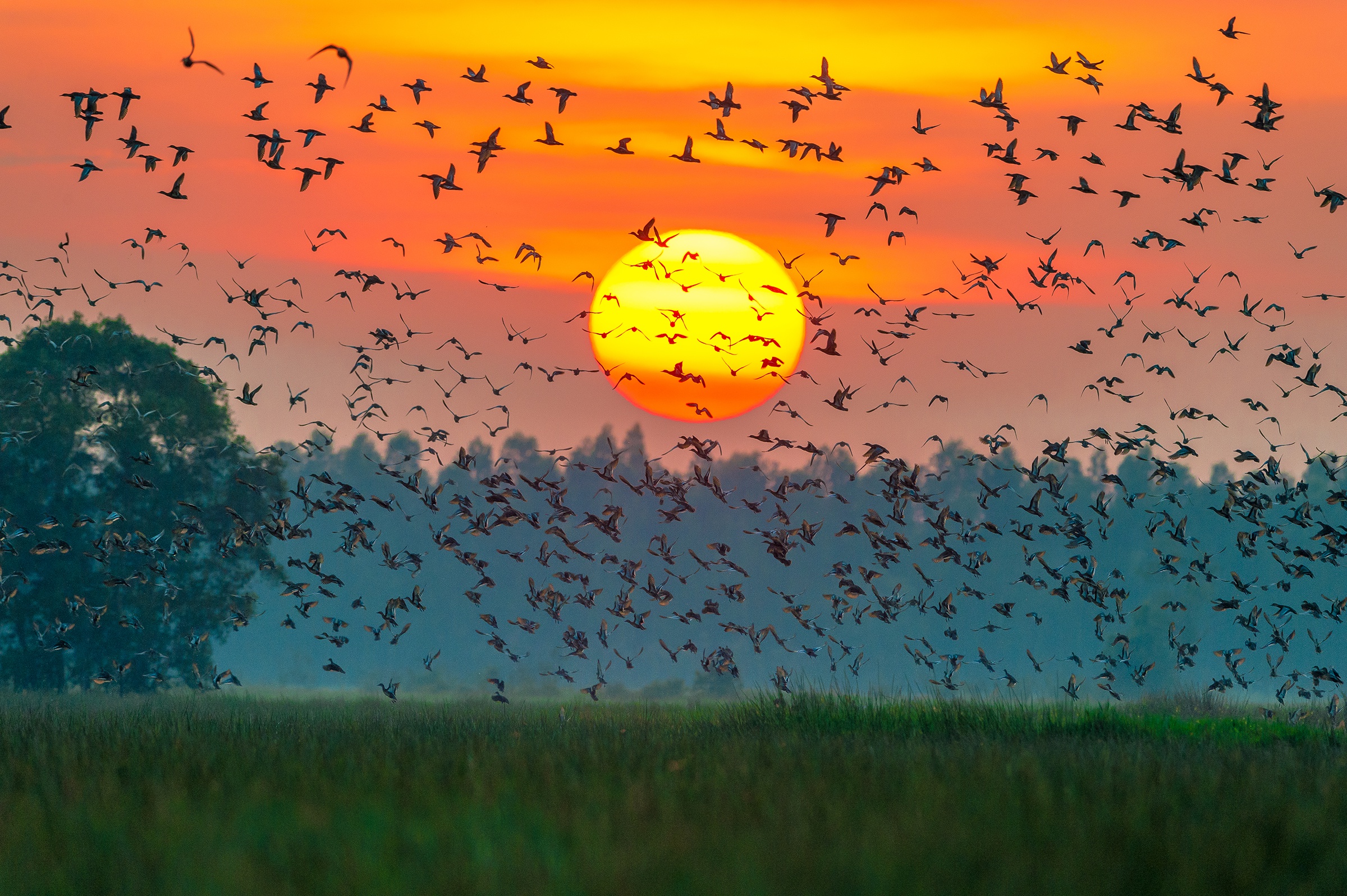 Bird Flock Of Birds Sun Sunset Wildlife 2400x1597