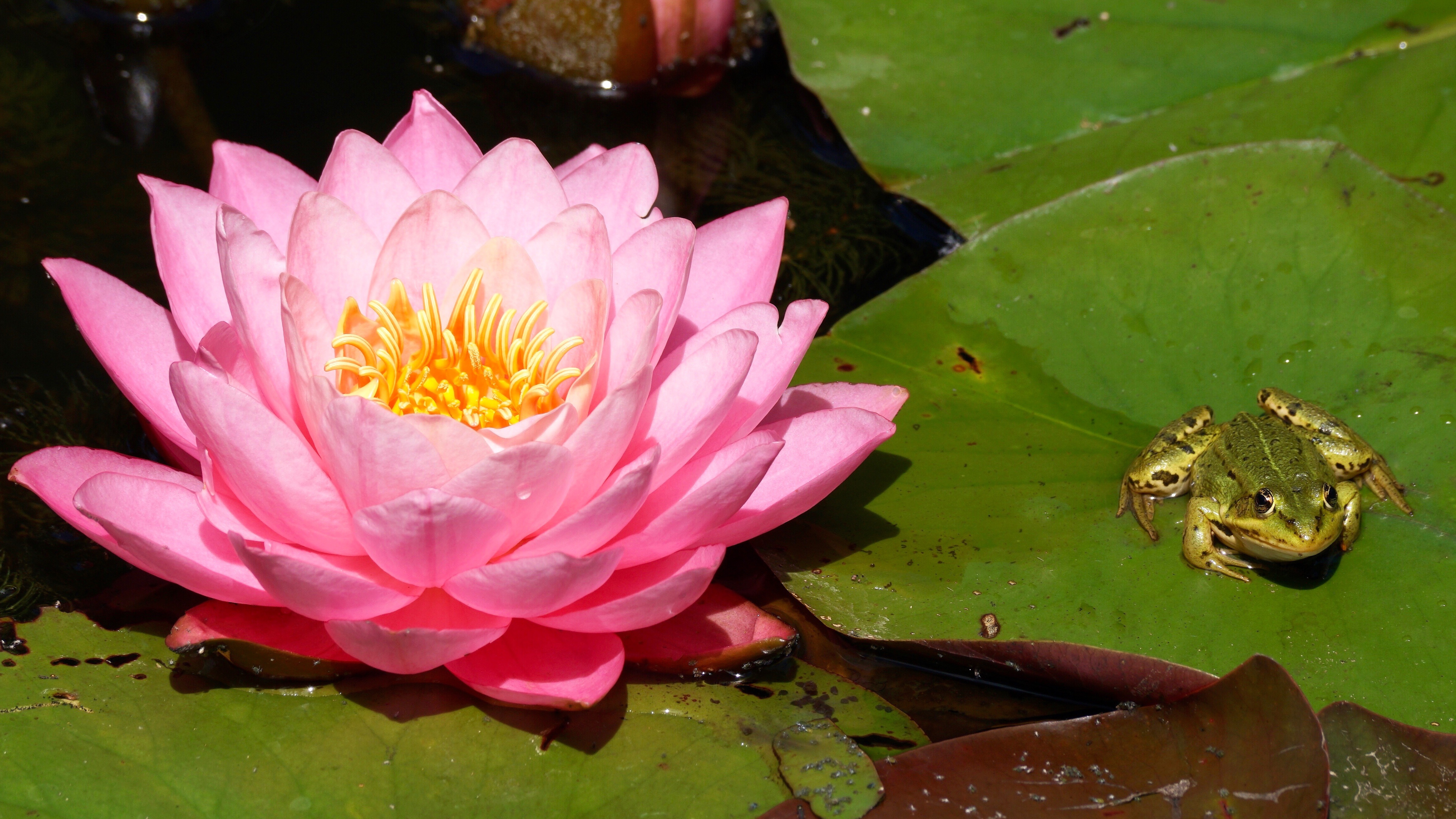 Amphibian Frog Lily Pad Pink Flower Water Lily 4700x2644