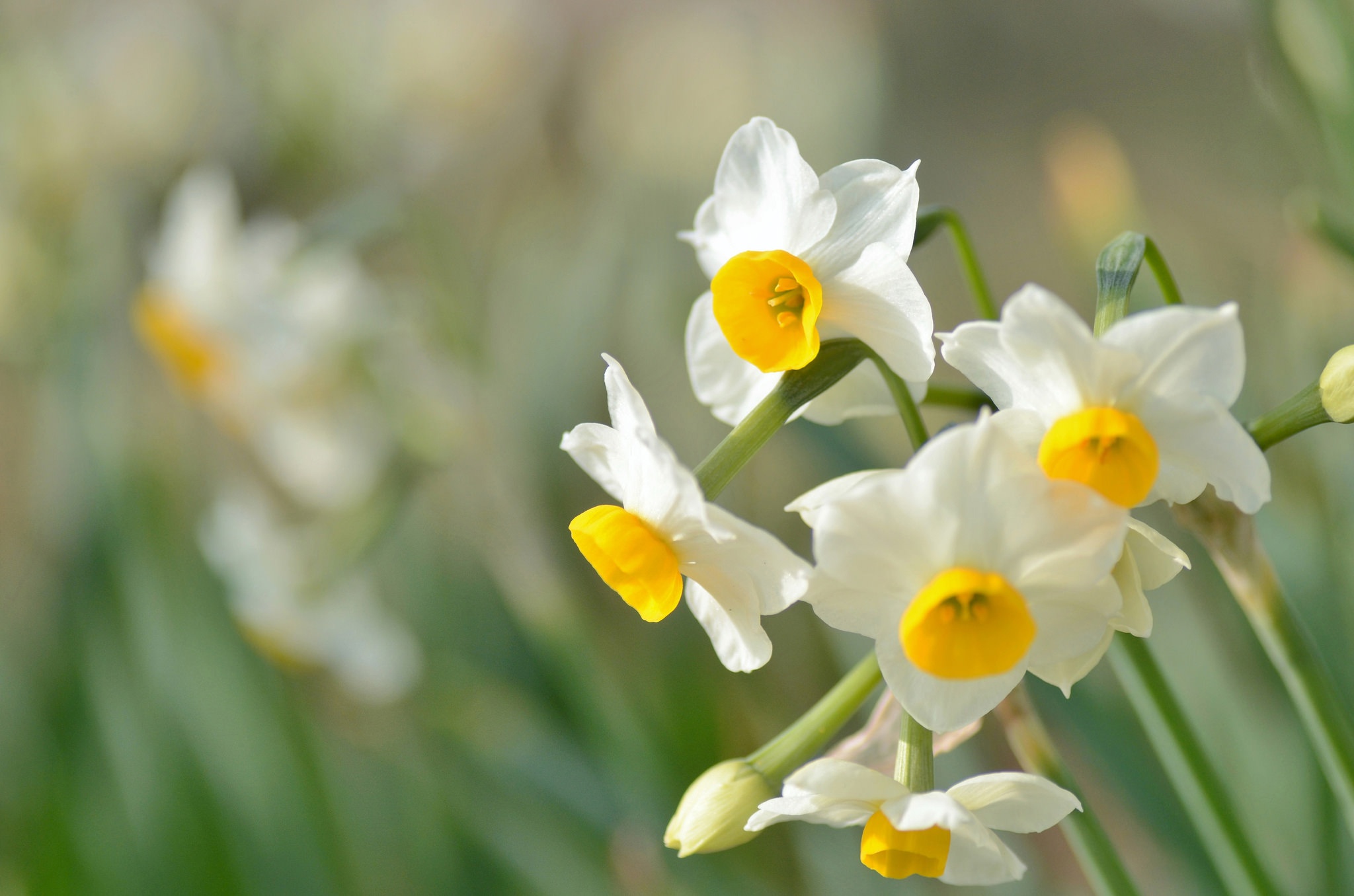 Daffodil Flower Nature Summer White Flower 2048x1356