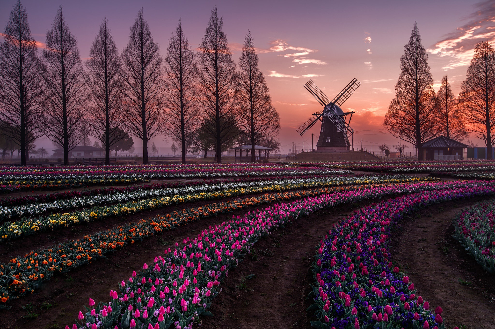 Chiba Evening Field Sunset Tulip Windmill 2048x1365