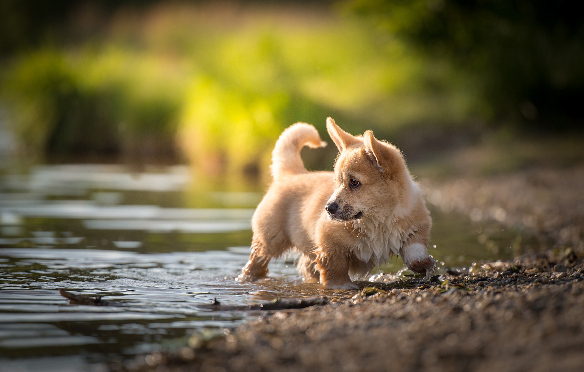 Baby Animal Corgi Dog Pet Puppy Water 2048x1303