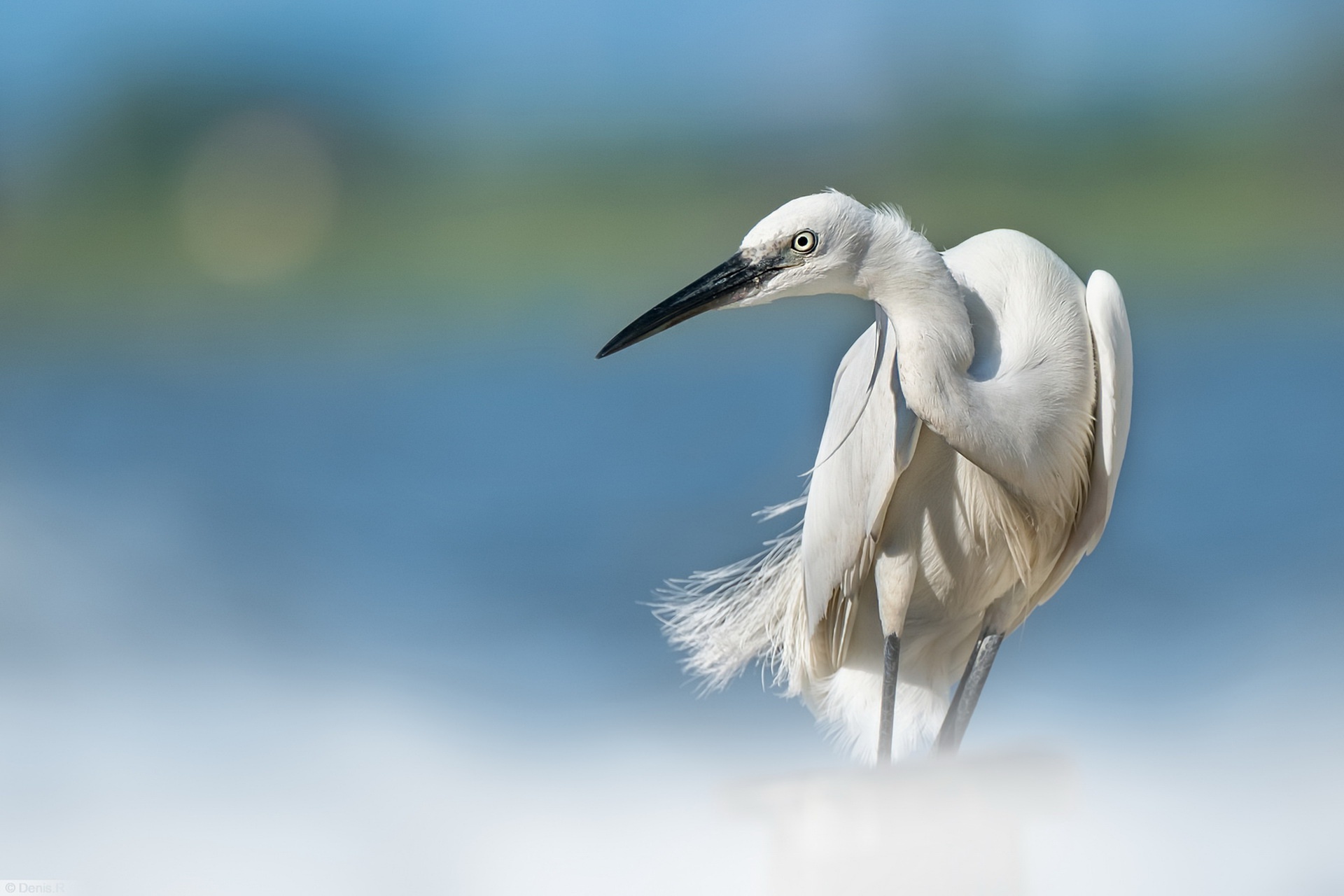 Bird Blur Egret Wildlife 1920x1280