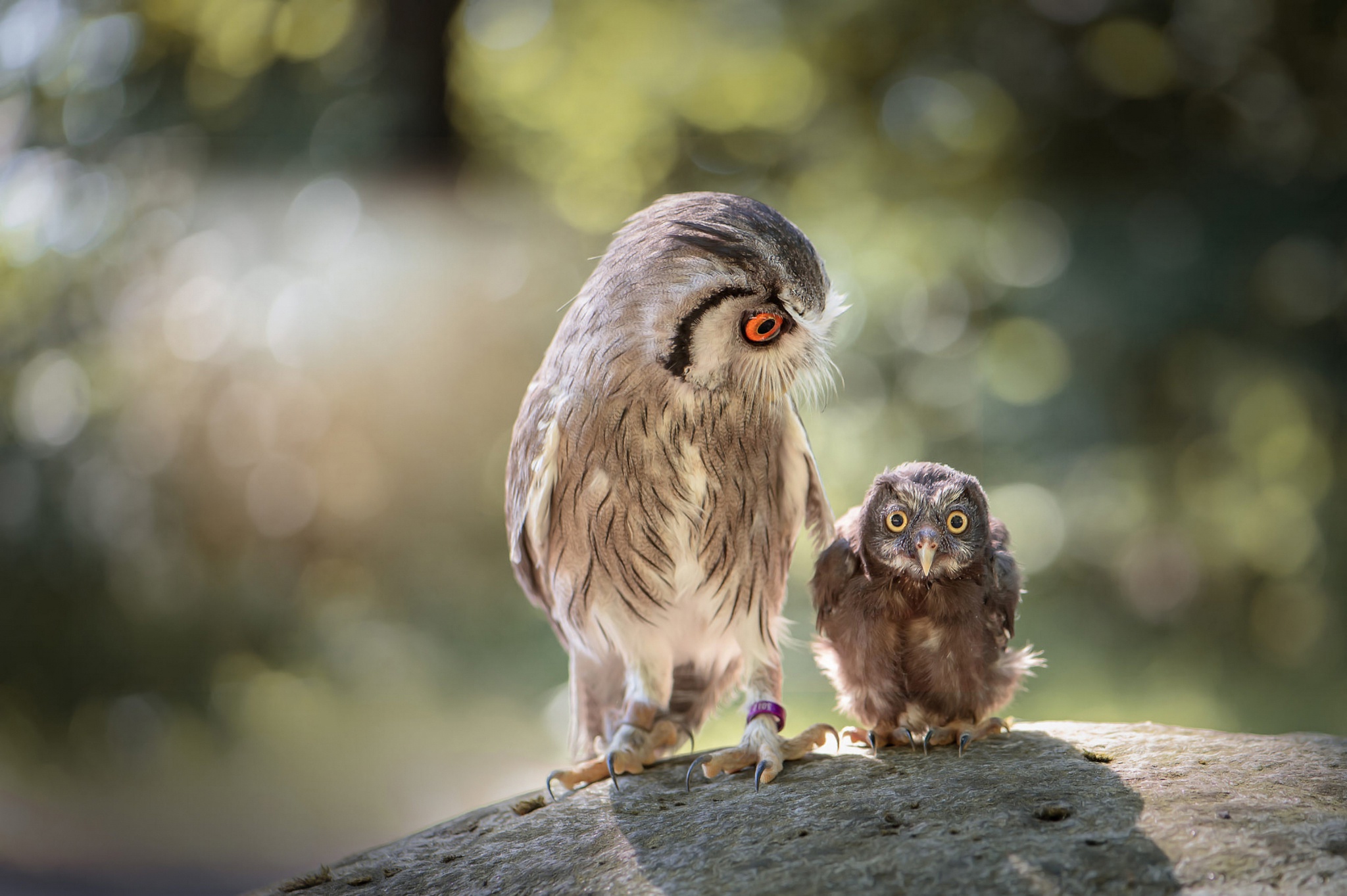 Baby Animal Bird Bokeh Owl Owlet Wildlife 2048x1363