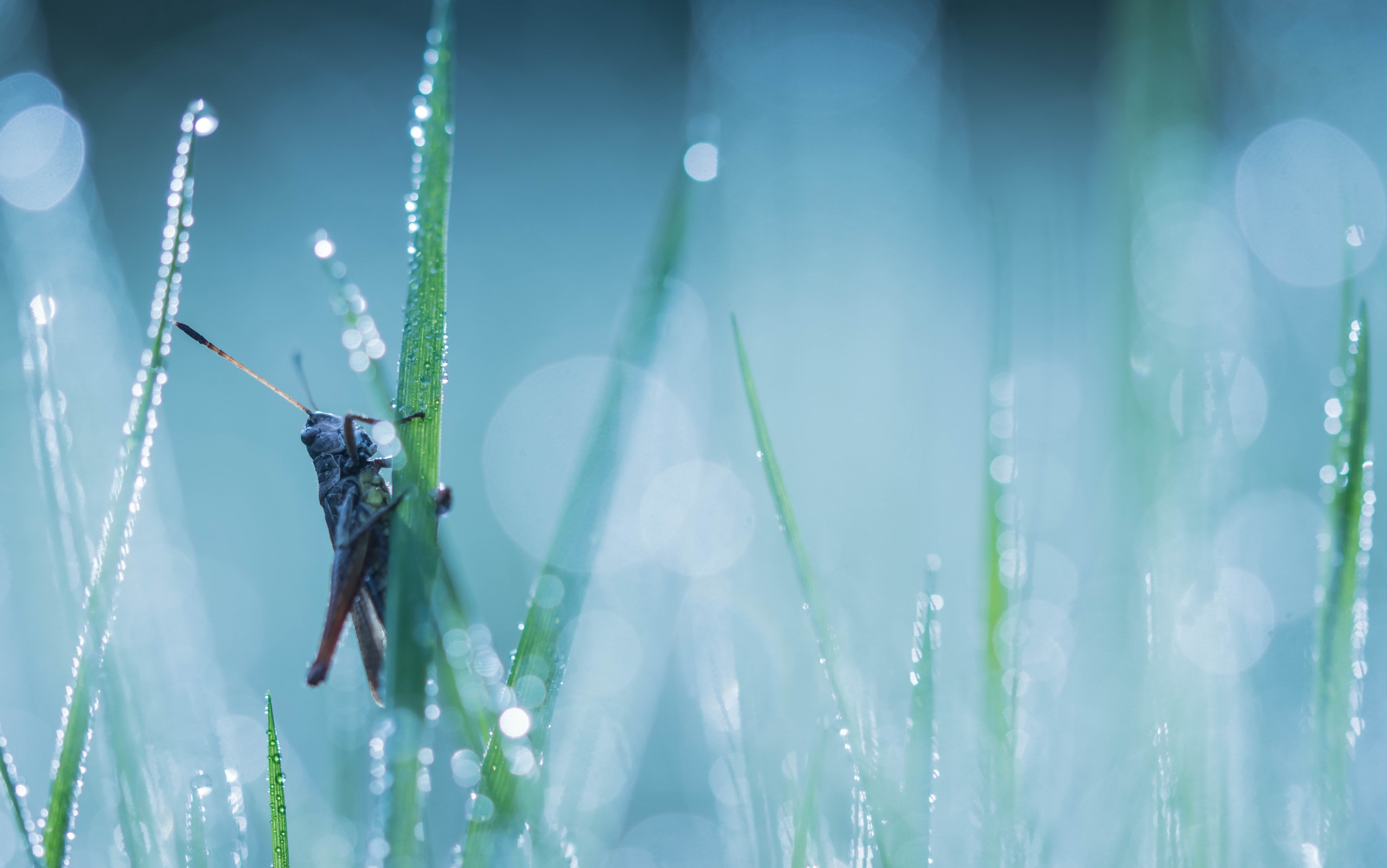 Bokeh Grass Grasshopper Insect Macro Water Drop 2560x1602